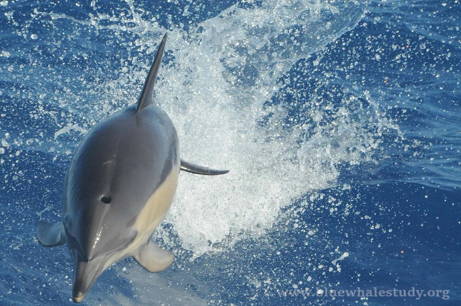 Common dolphin head on.jpg