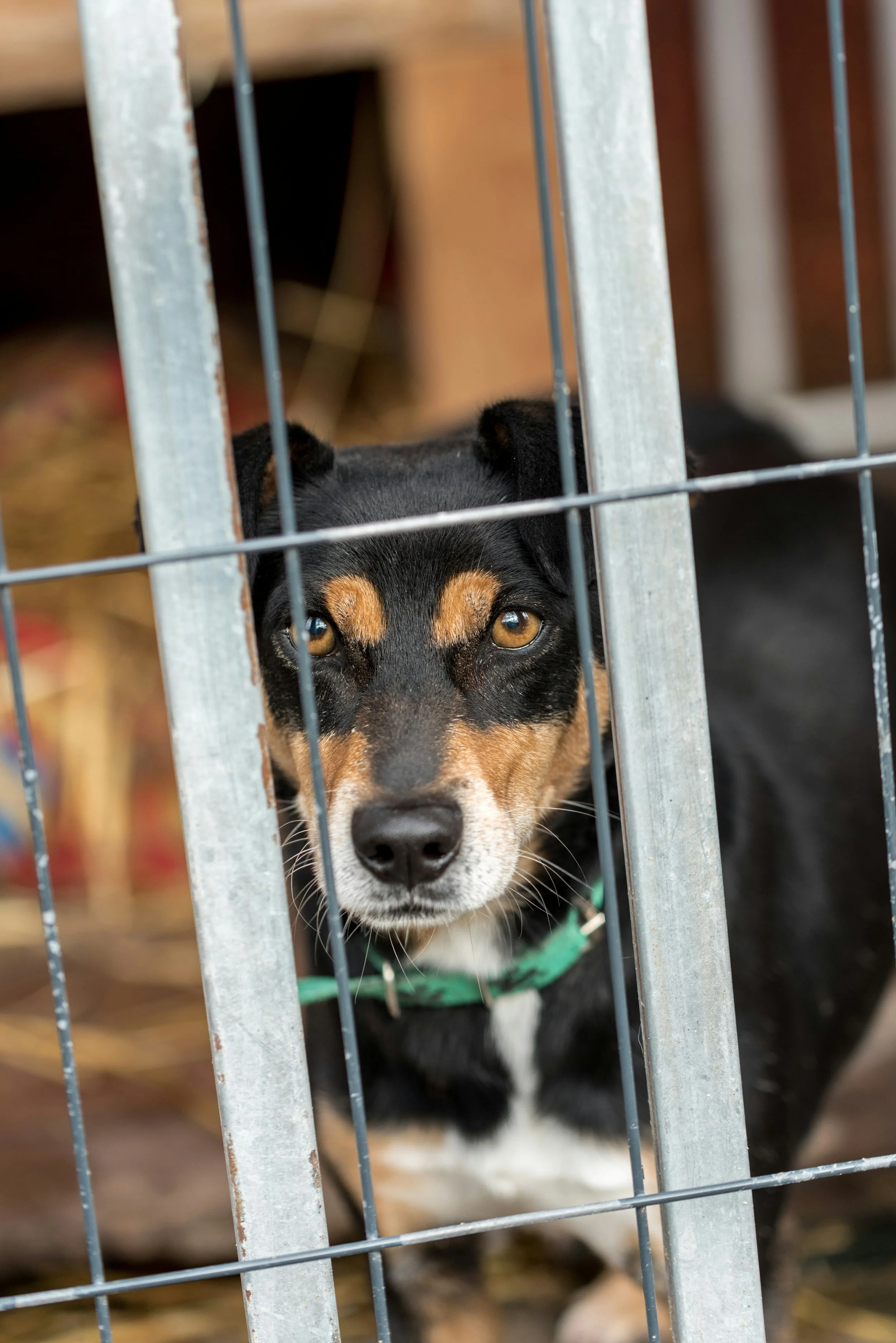 Ukraine Animal Rescue: How the War Has Affected Pets and Strays — and How You Can Help