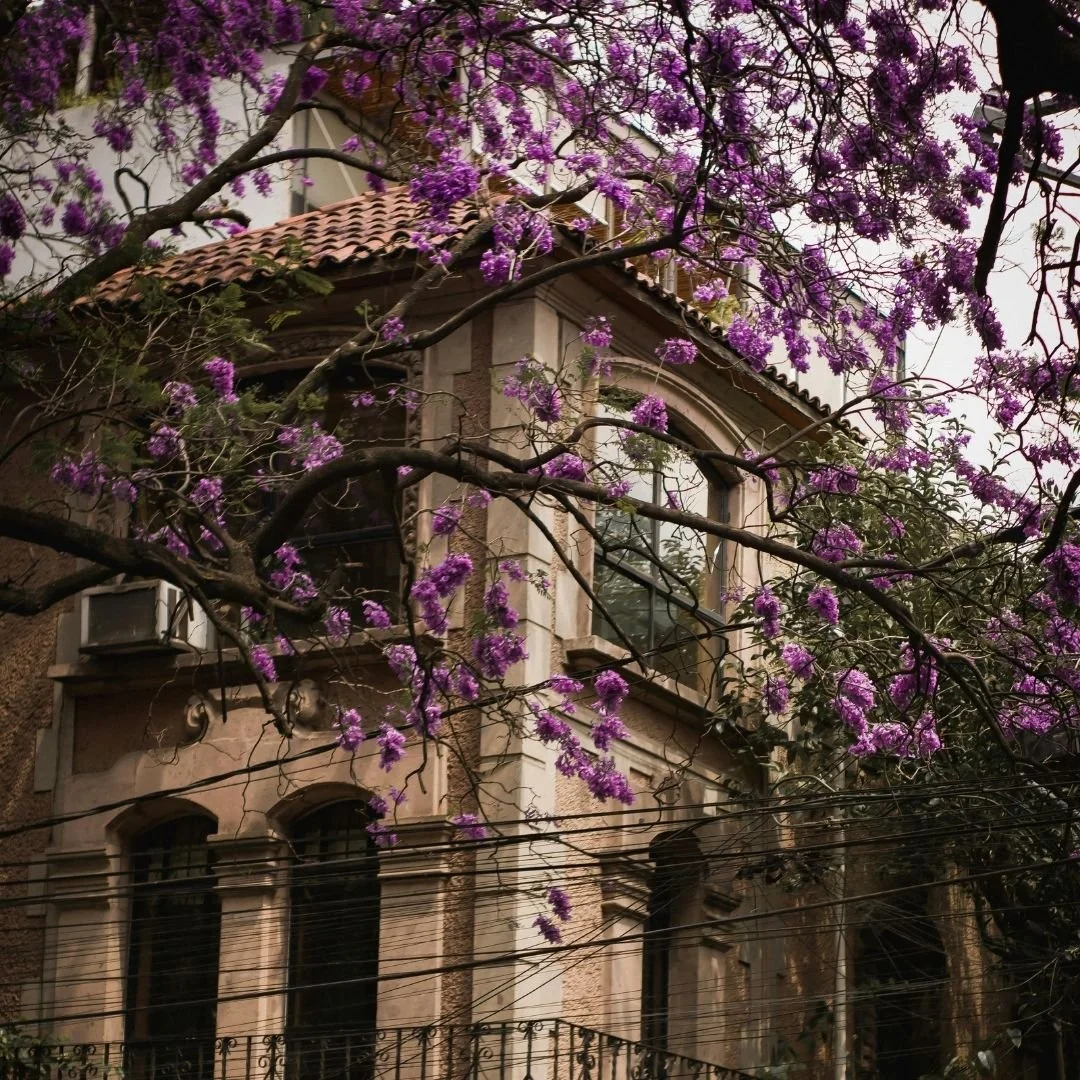 Casa in stile classico con muri di pietra e grandi finestre, circondata da rami fioriti di un albero con fiori viola.