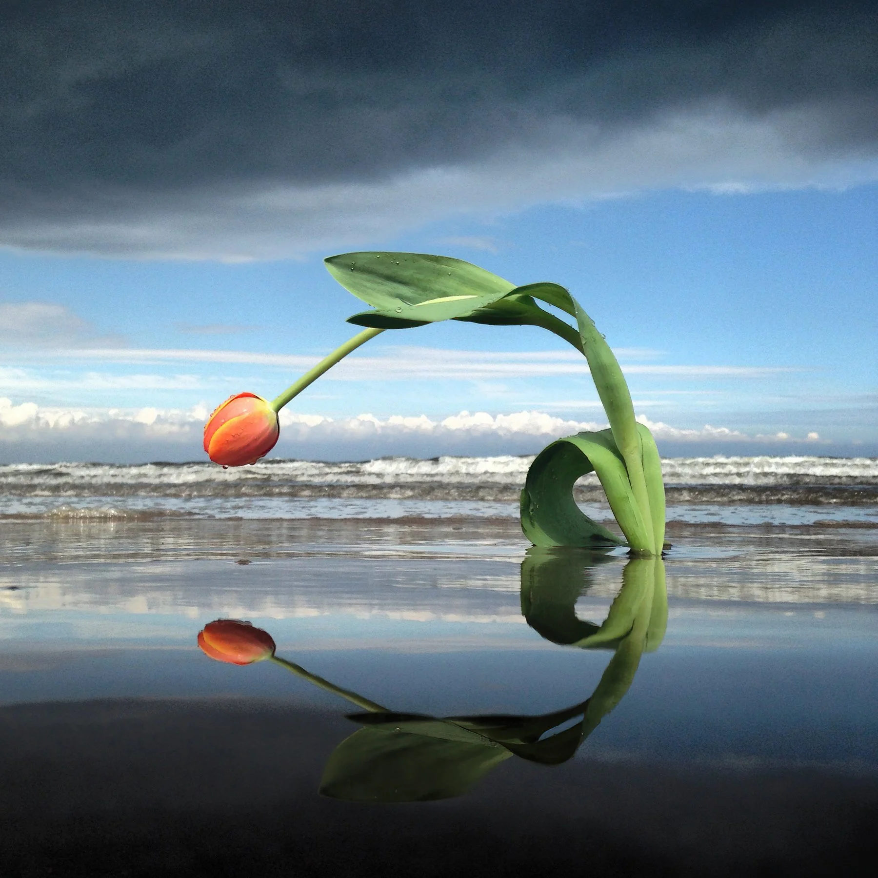 colour-droplets-tulip-iphone-beach-perspective-reflection-paul-macphail-1800px-014.JPG