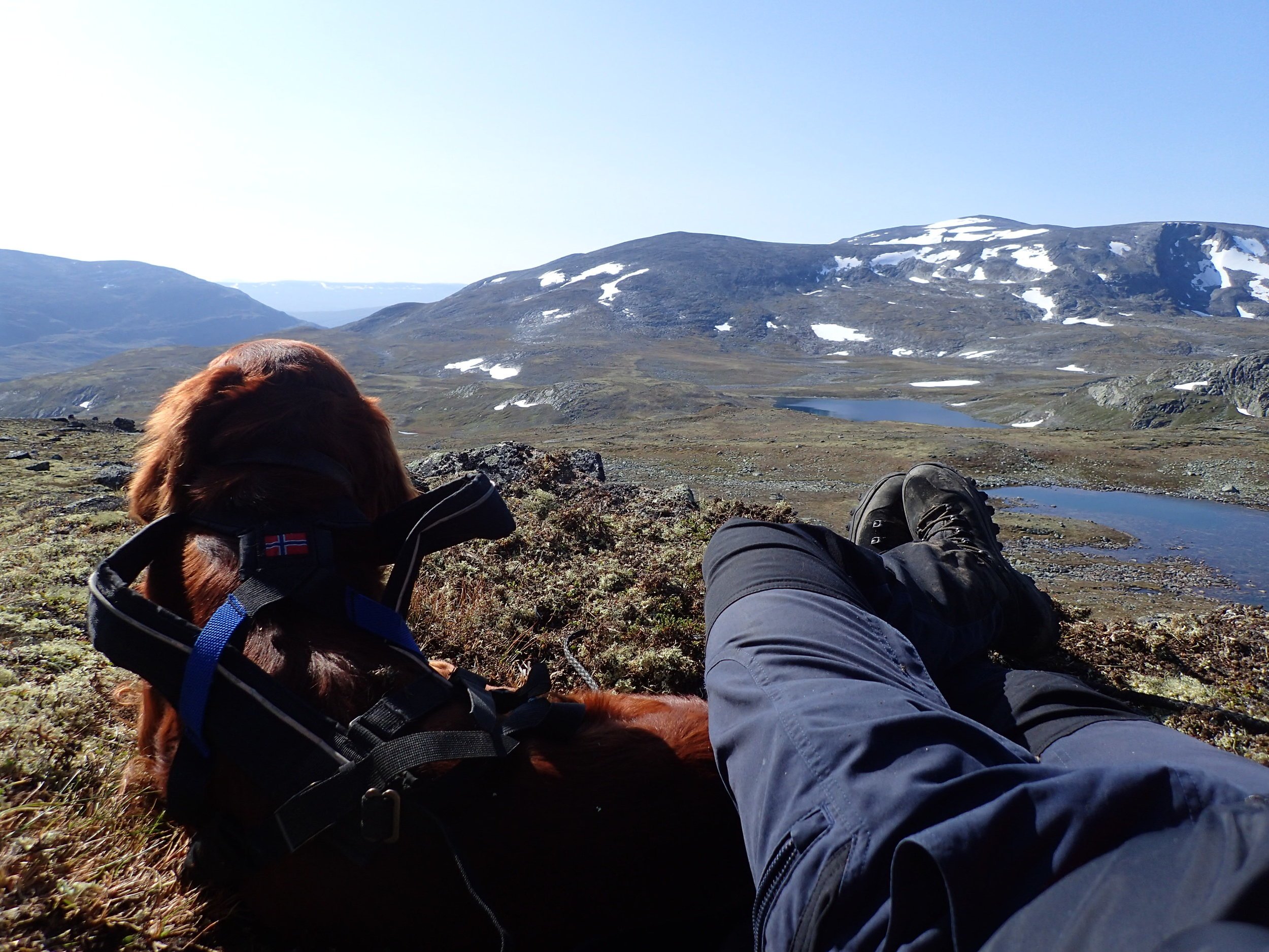 Ble det villreinjakt?