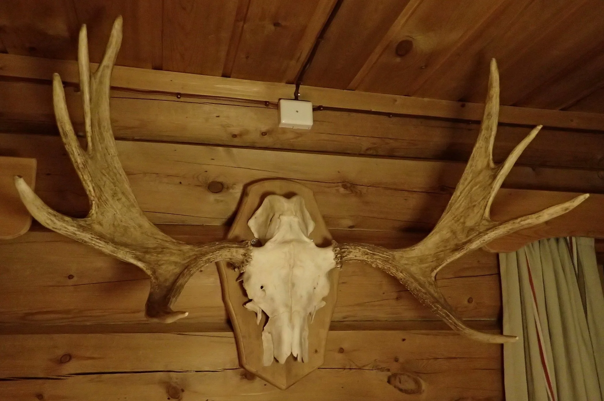 Dagskort for elgjakt