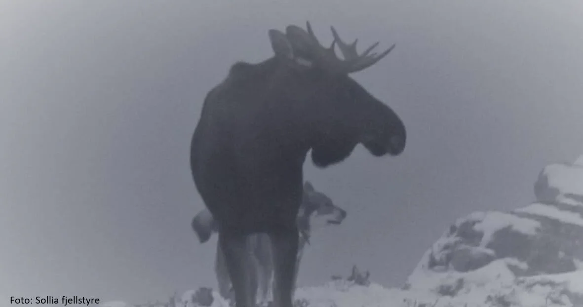 Elg/hjortejakta 2021 er trukket