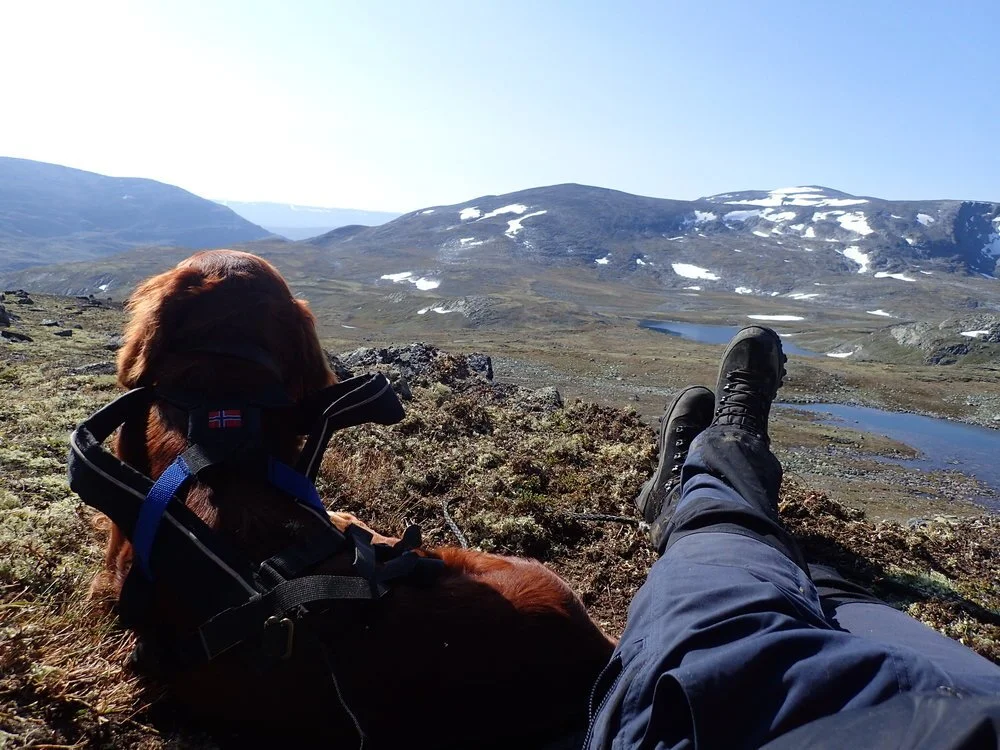 Villreinjakta i Oppland inkl Sunndal trukket
