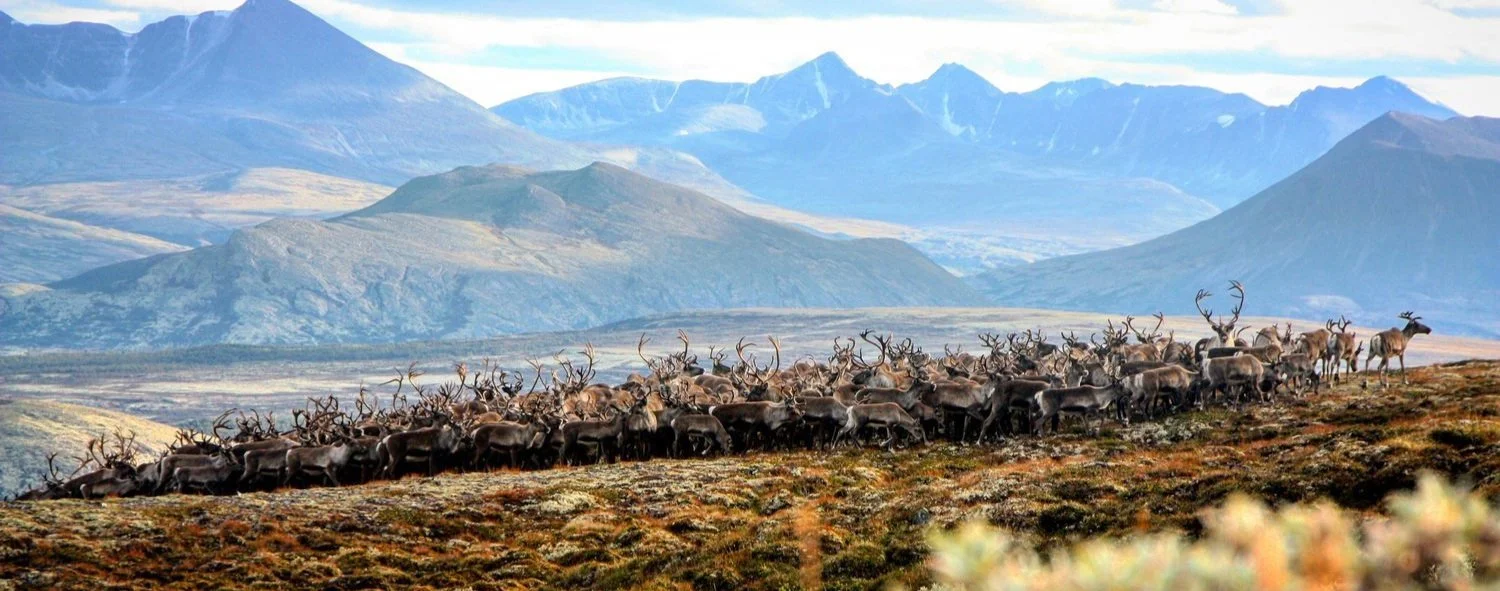 Ledig stilling som daglig leder/Fjelloppsyn