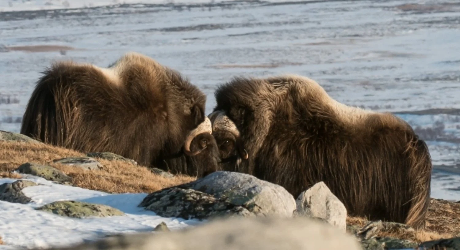 Med Snøhetta som arbeidsplass?