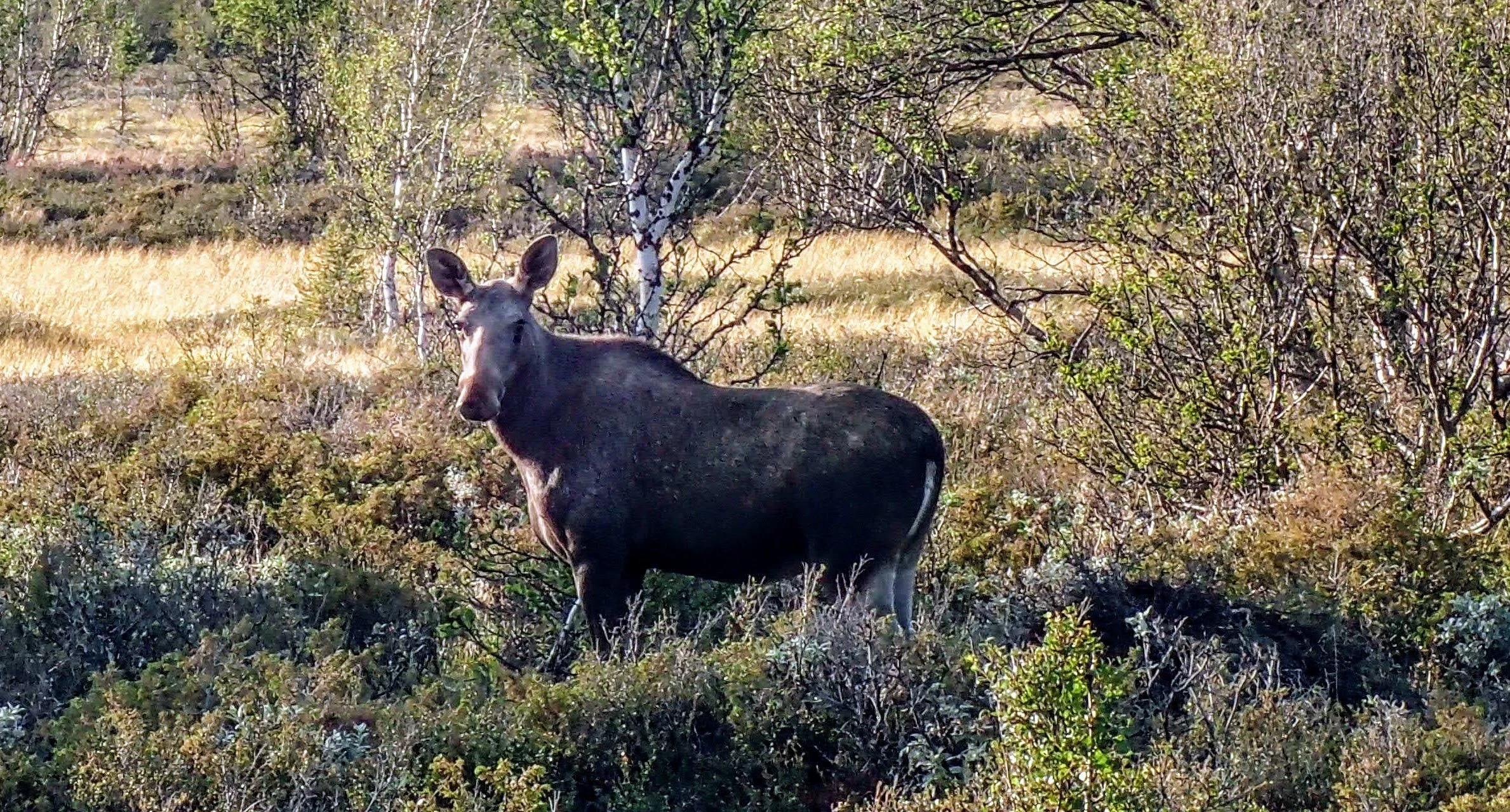 Nedgang i antall elg felt på statsallmenningene