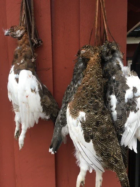 RypeRapport fra Hardangervidda 