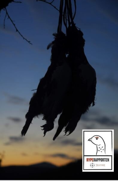 RypeRapport fra Holtålen