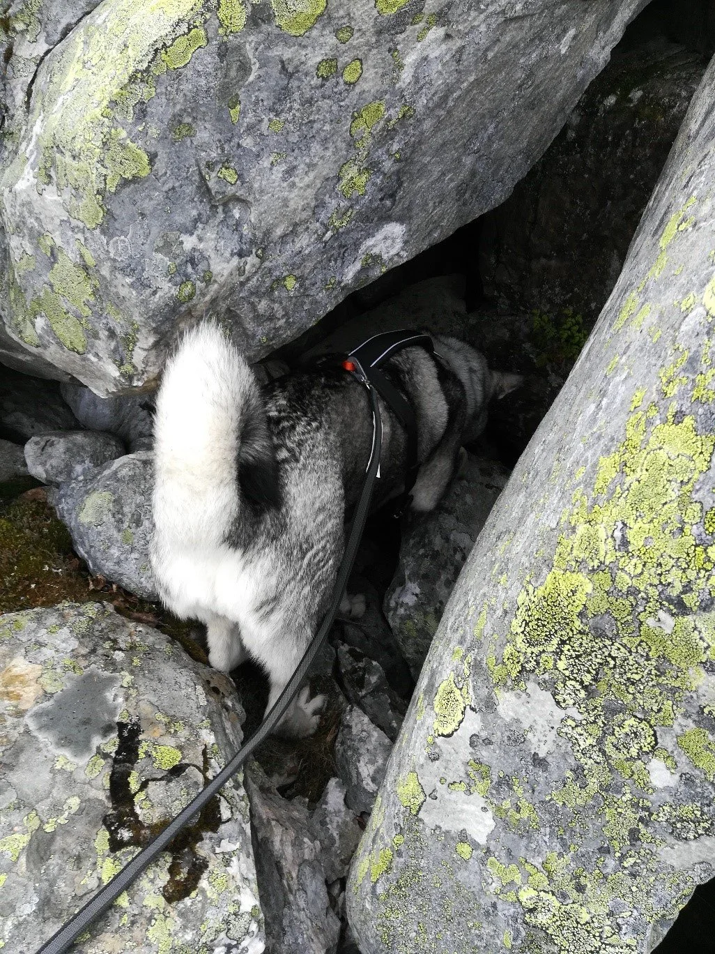   Det er typisk jerven å gjemme kadaver, og noen ganger i steinurer. Derfor er det viktig å sjekke igjennom områder som disse. Kadaverhunden Varda er nøye med å titte innom de fleste krinker og kroker.  