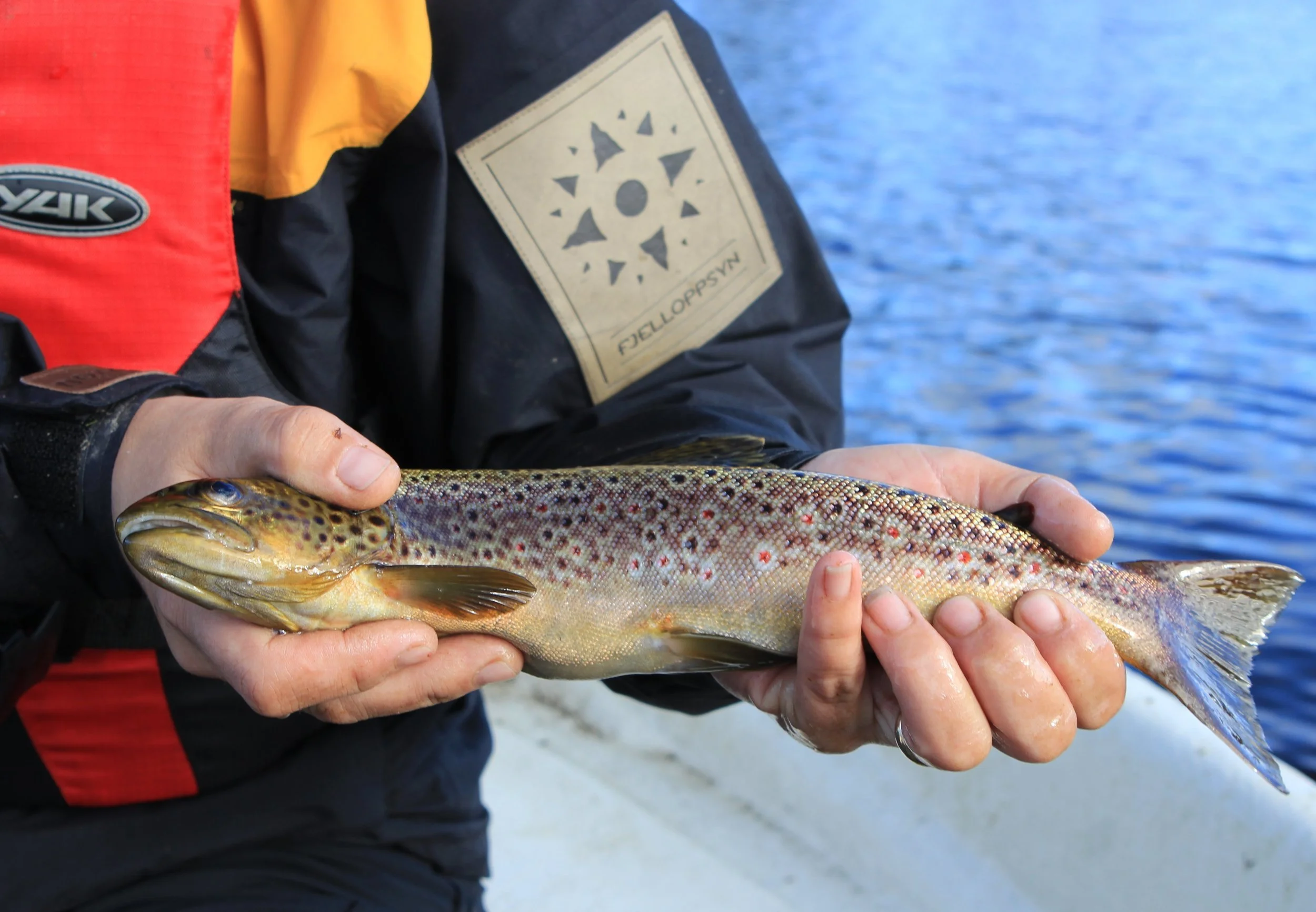 Tips til fisketurer i sommer
