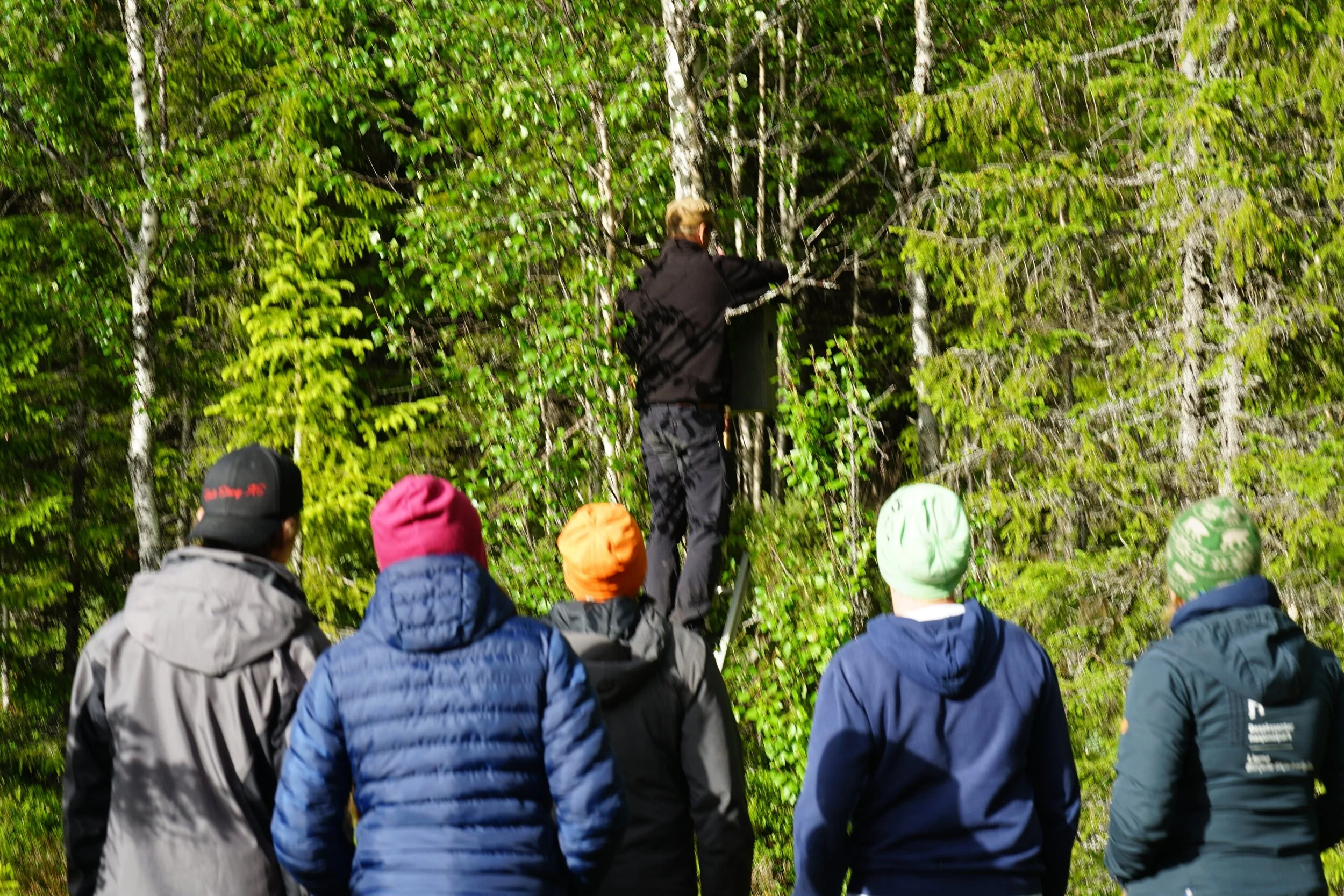 Perleugler Foto Lierne Nasjonalparksenter Kristian F Nesser (2).JPG