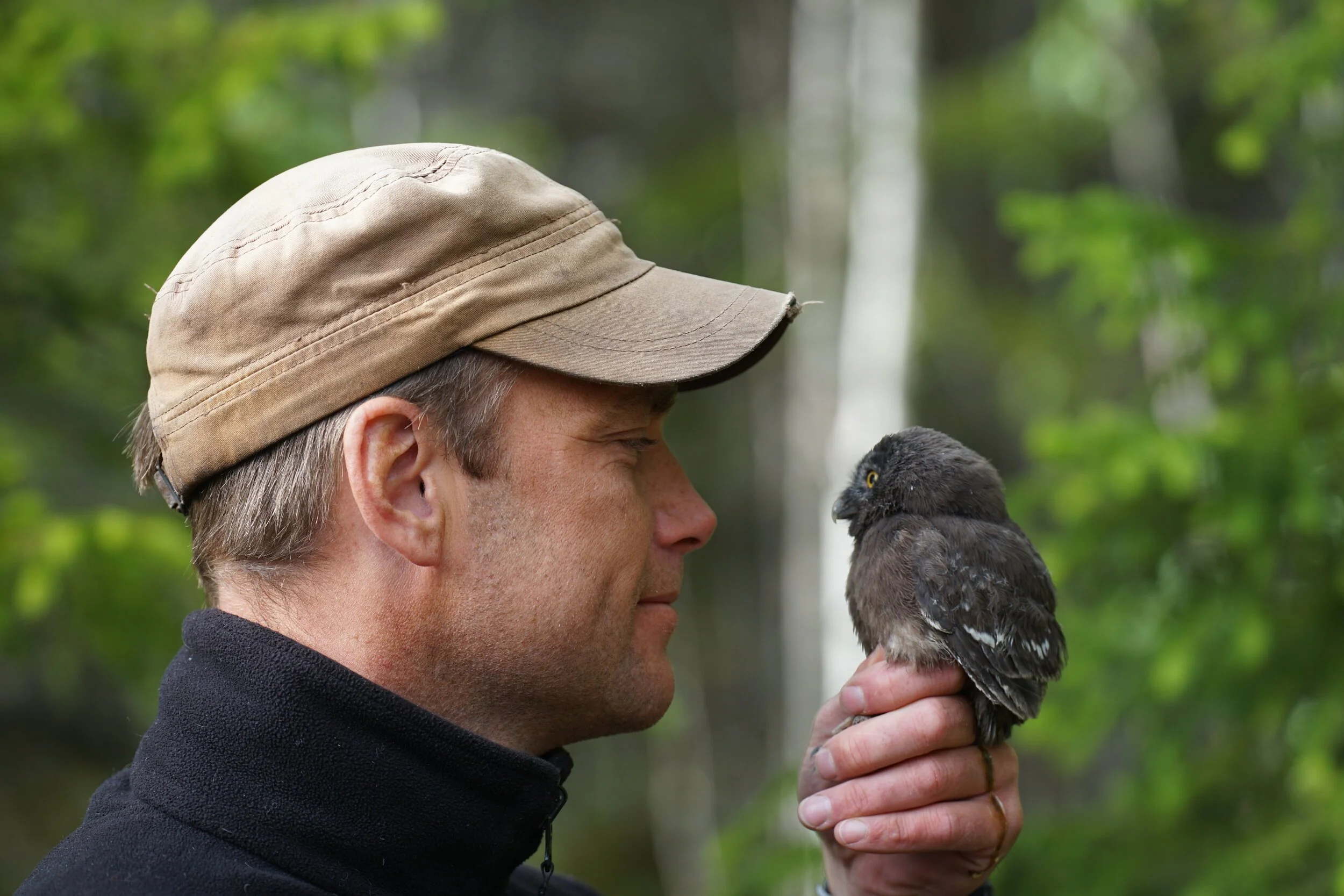 Perleugler Foto Lierne Nasjonalparksenter Kristian F Nesser (8).JPG