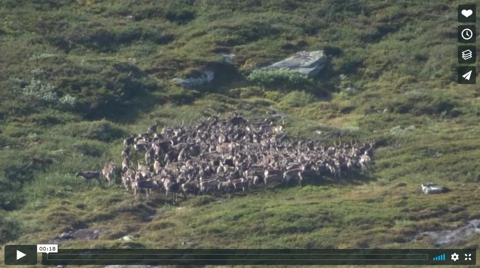 Villreinjakta i Oppland er trukket