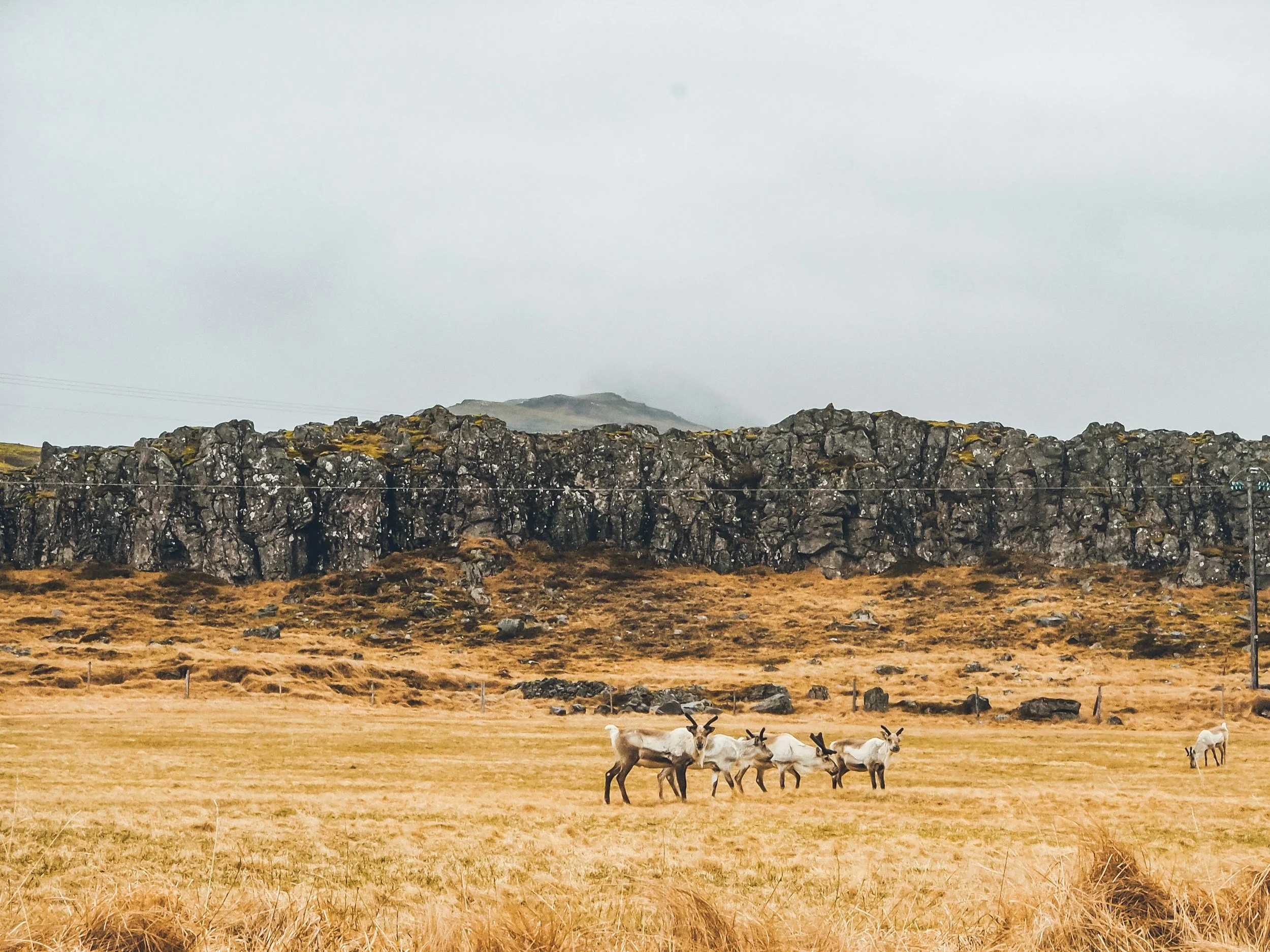 Reinsdyr står på sletten med flott himmel og landskap i bakgrunnen.