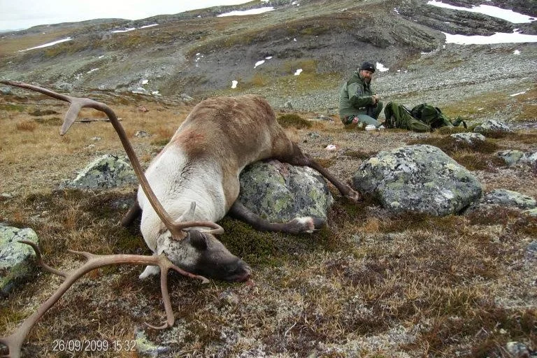 En død rein ligger på bakken med knuste gevirer, mens en person i bakgrunnen sitter på en stor stein i et fjellandskap.