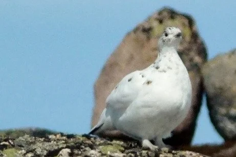 En rype står på en stein med blå himmel i bakgrunnen.