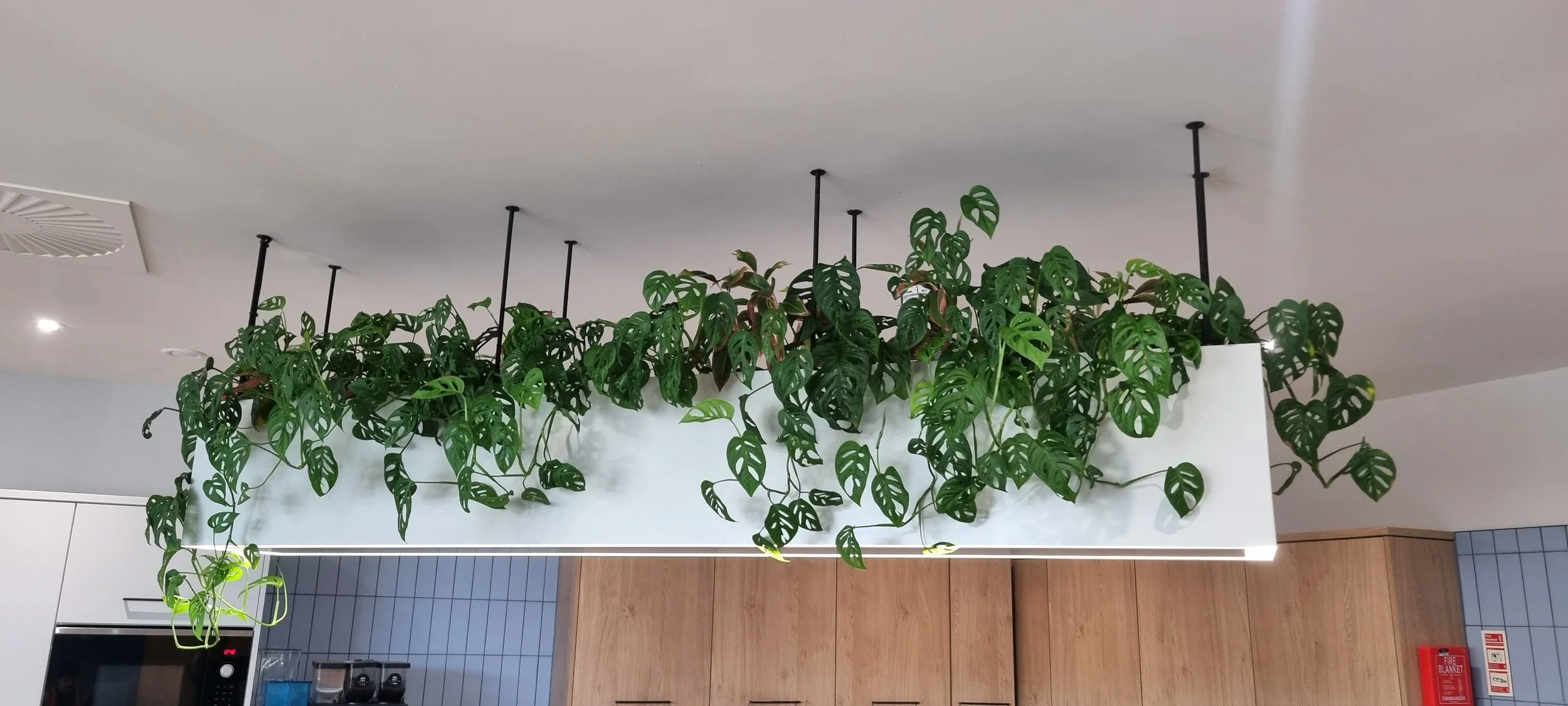 Stewarts_Interior Landscaping_Plants_Workspaces_Hanging Shelving Planting-10.jpg