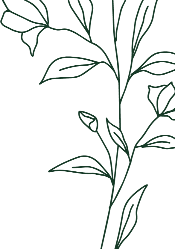 Line drawing of a plant with leaves and small buds on a black background.