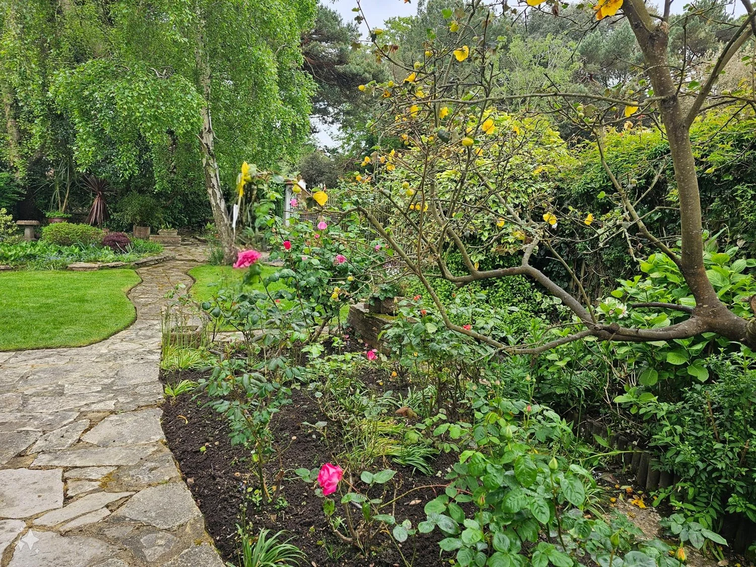 A garden with a stone pathway, green grass, pink roses, yellow flowering bush, and lush trees.