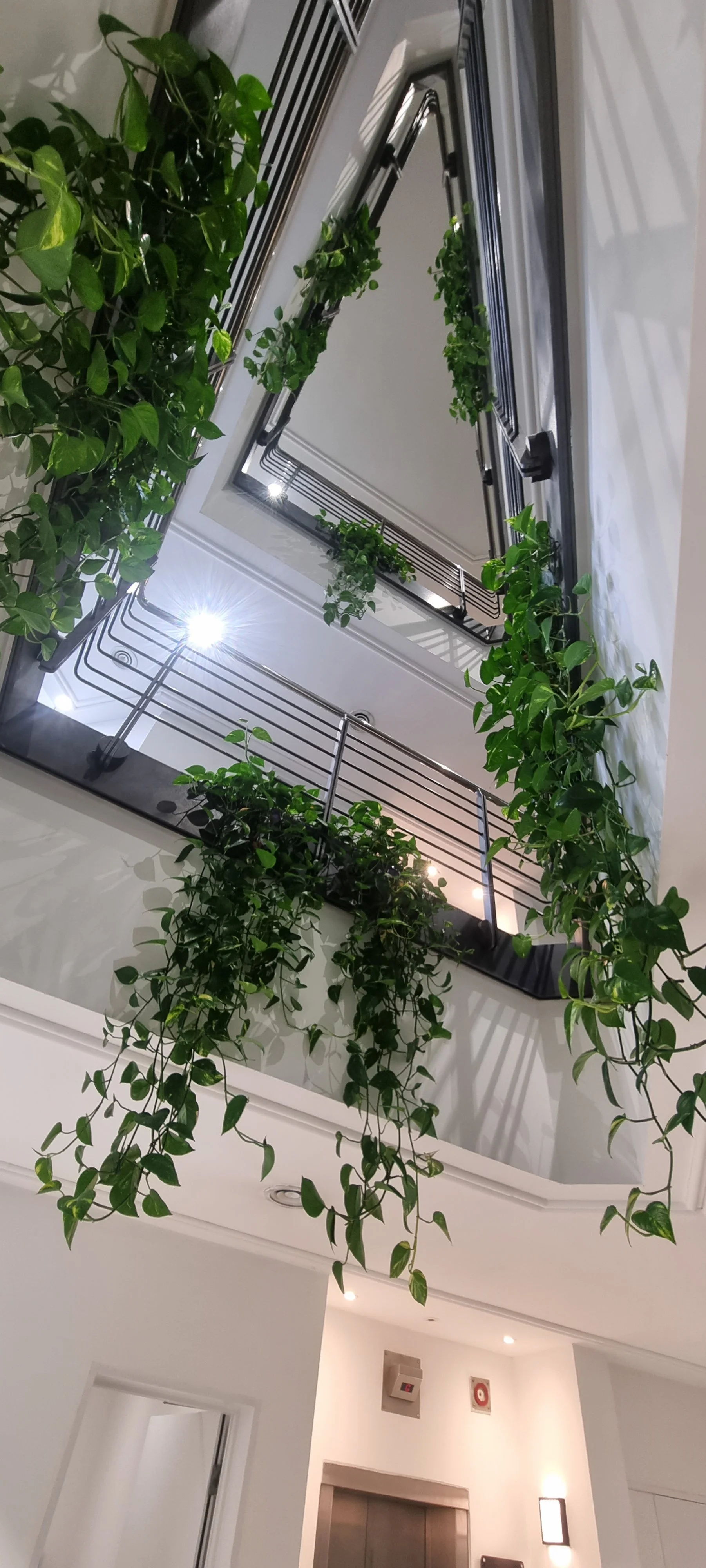 Stewarts_Interior Landscaping_Plants_Workspaces_Hanging Shelving Planting-33.jpg