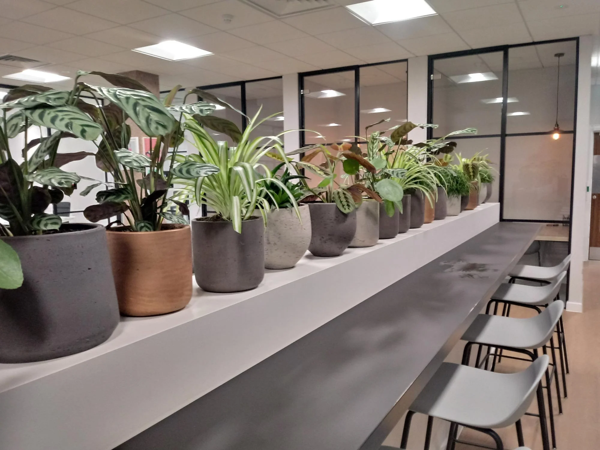 A modern office interior with a long gray counter and bar stools, featuring a row of potted plants on a white shelf above the counter, separated by glass partitions.