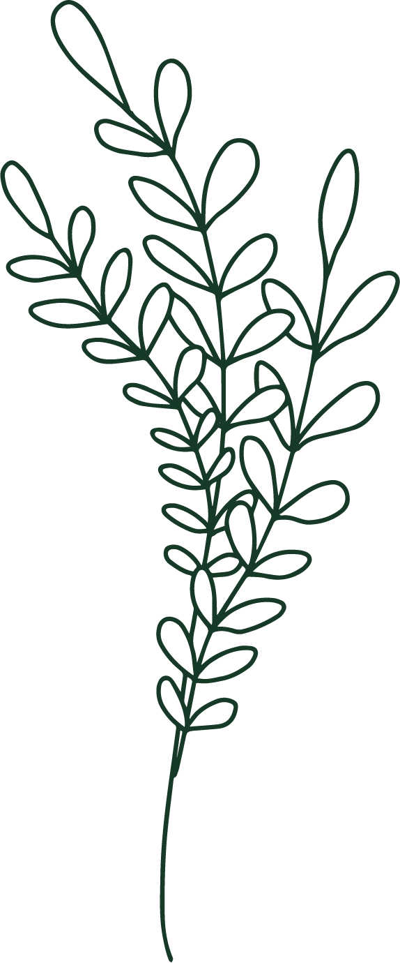 Outline drawing of a leafy plant or sprig with elongated oval leaves.