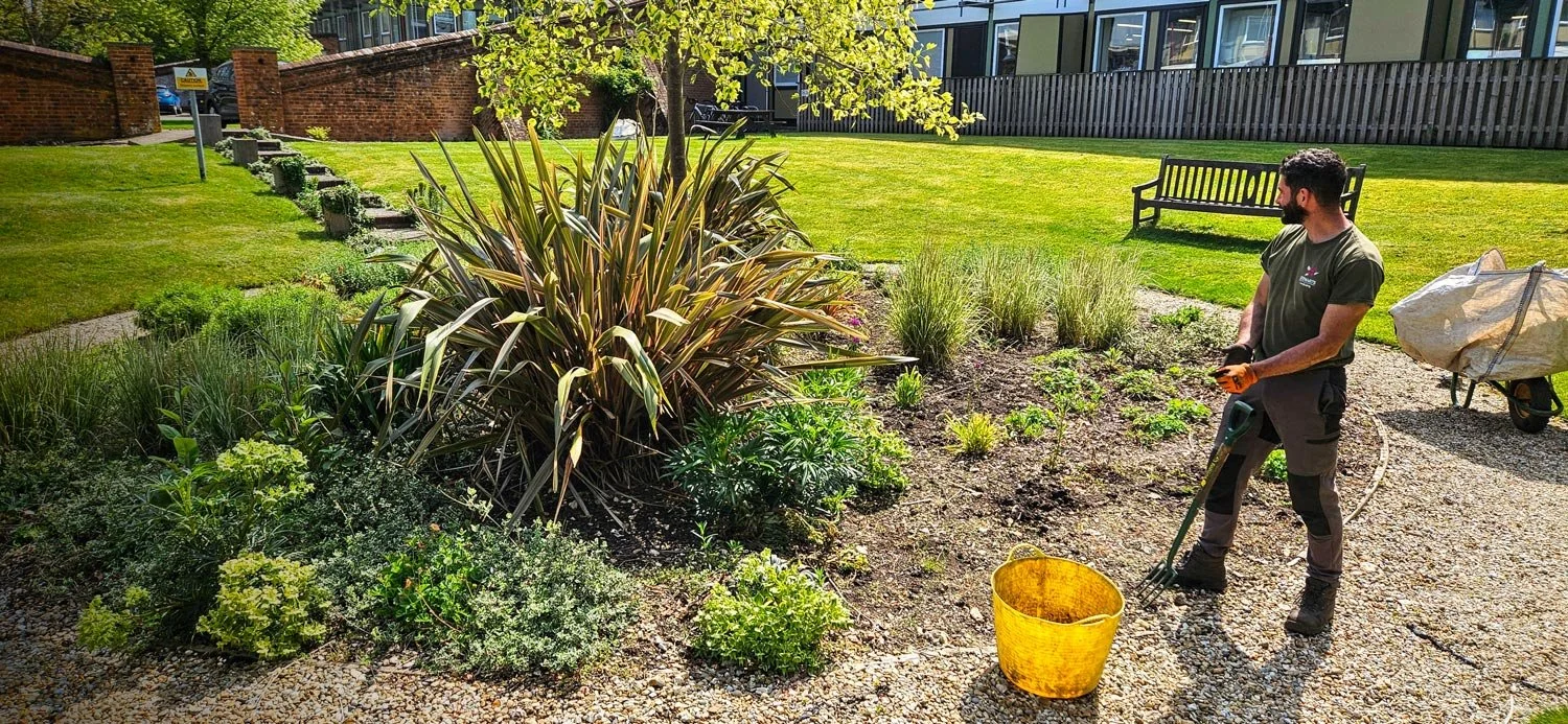 A man gardening outdoors, using a power tool near flower bushes, with a yellow bucket on the gravel path.