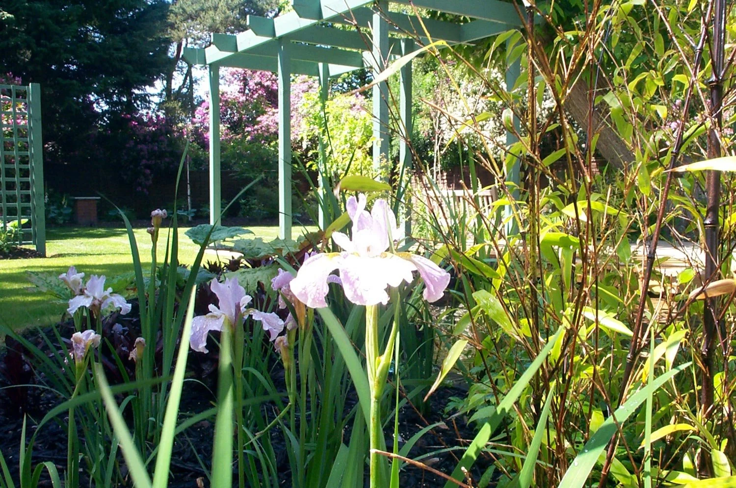 Garden with blooming irises in foreground, green arbor and trimmed lawn in the background, trees, and flowering bush with pink blossoms, under bright sunlight.