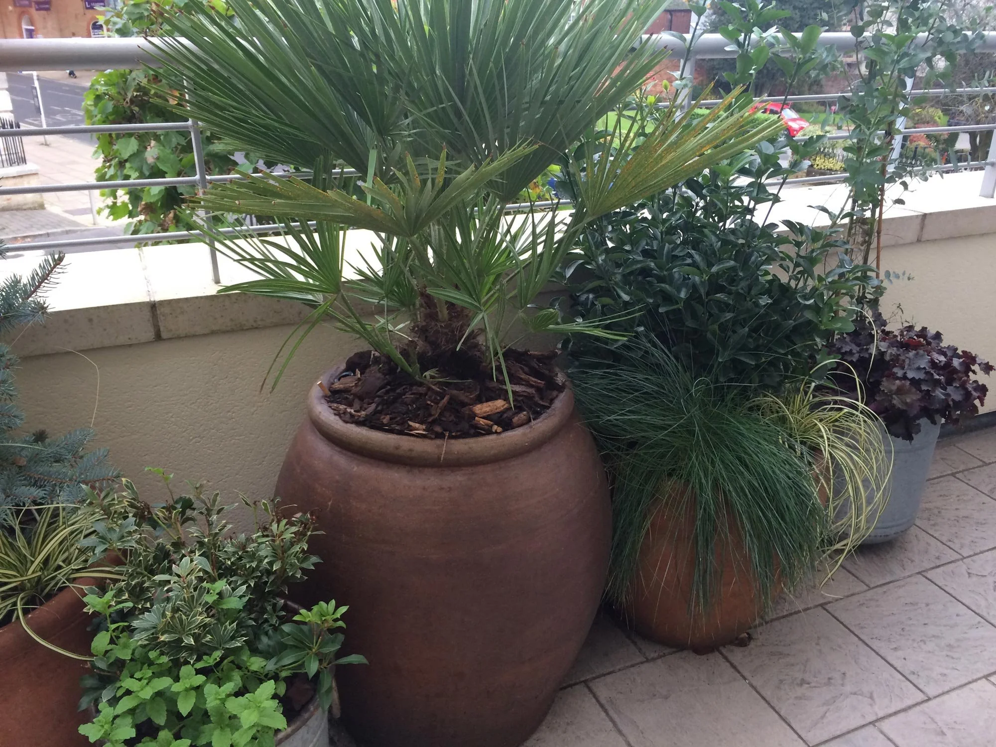 Various potted plants on a balcony patio with a metal railing, including a large palm in a brown ceramic pot, a green shrub, ornamental grass, and other foliage plants.
