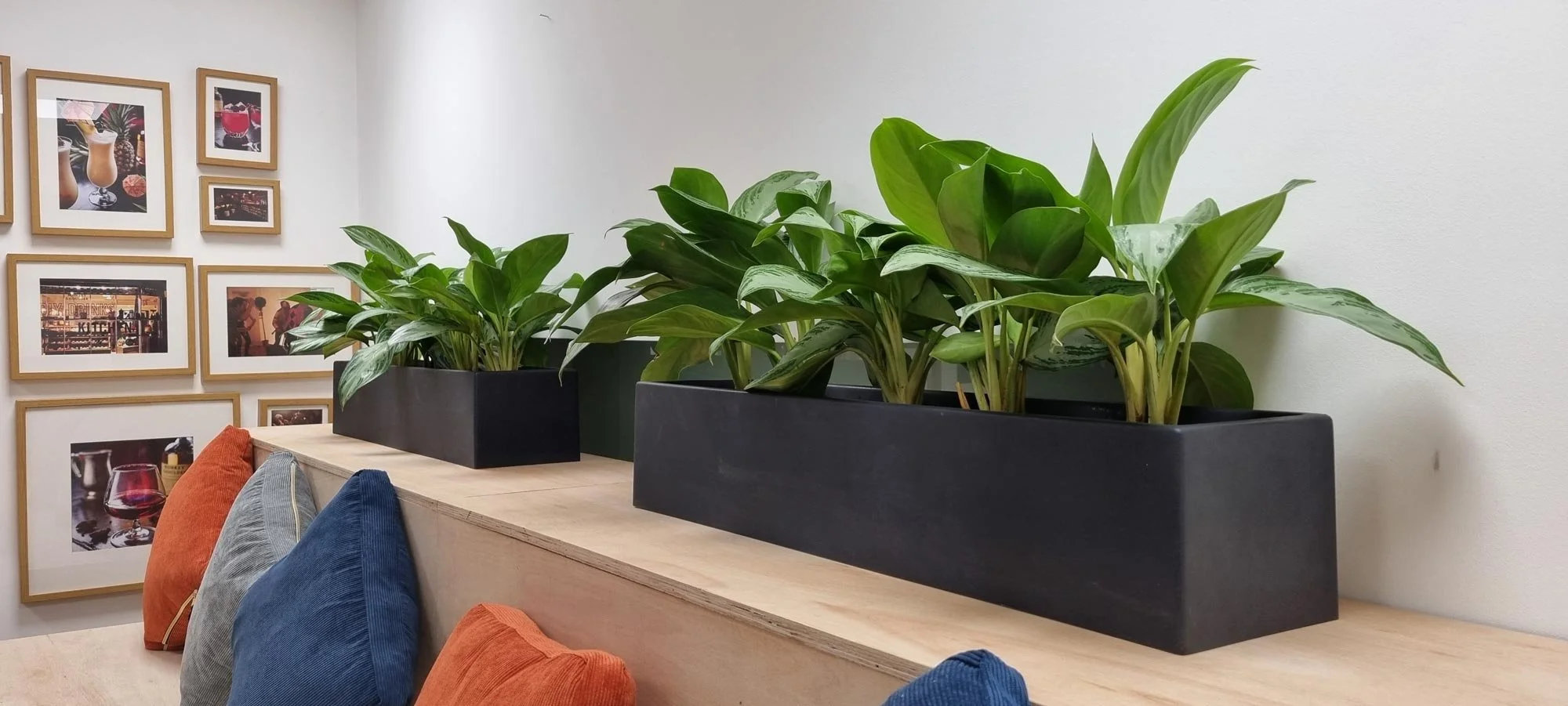 Indoor scene with three black rectangular planters holding green leafy plants on a wooden surface. In the foreground, there are four colorful pillows in orange, blue, and gray on a wooden bench. The background has a white wall decorated with a galler