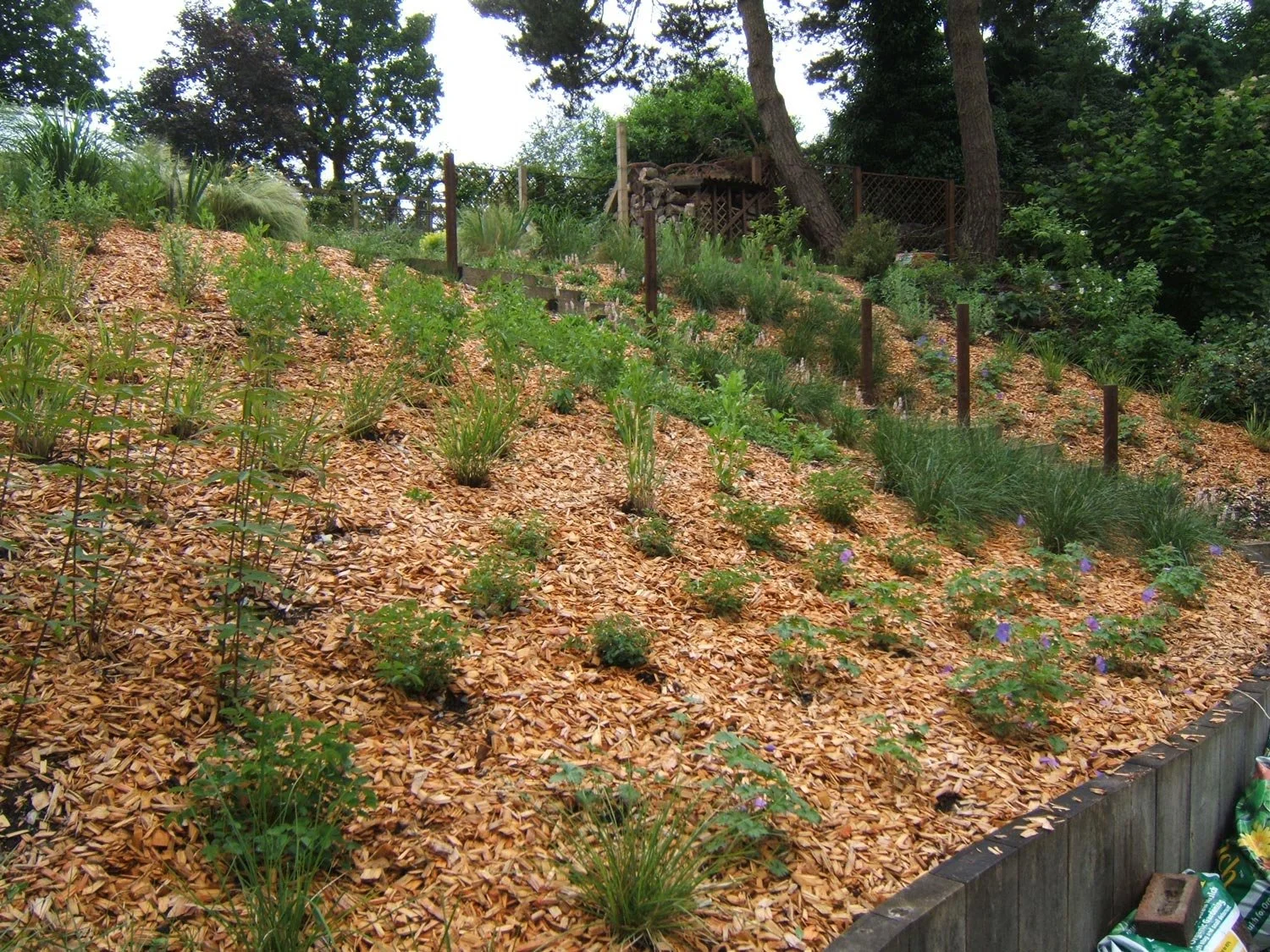 A sloped garden bed with various plants, covered with mulch, surrounded by a wooden border and fenced in the background, with trees and additional plants.