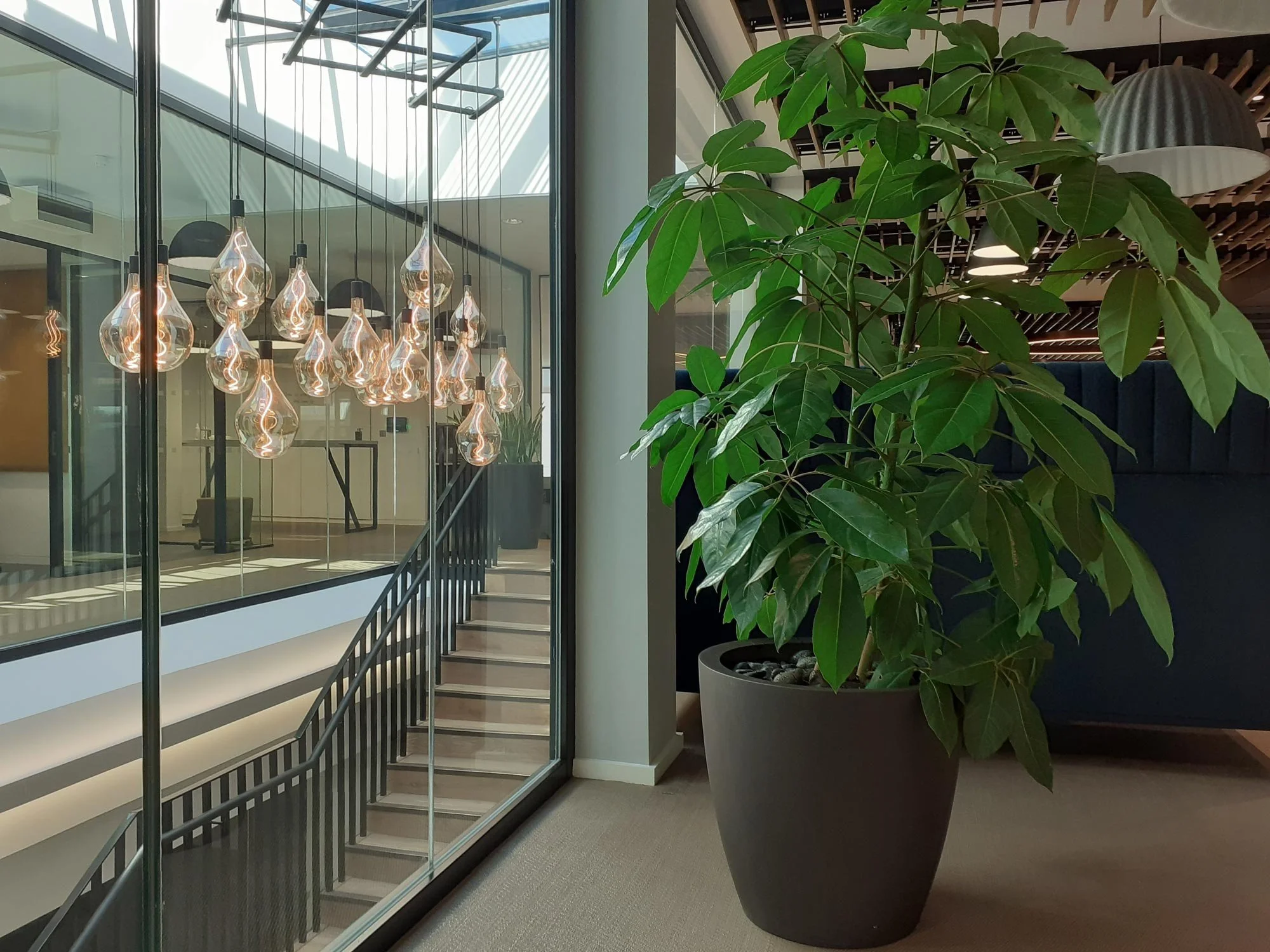 Large potted plant with green leaves next to a glass wall, overlooking a staircase with hanging light fixtures inside a modern building.