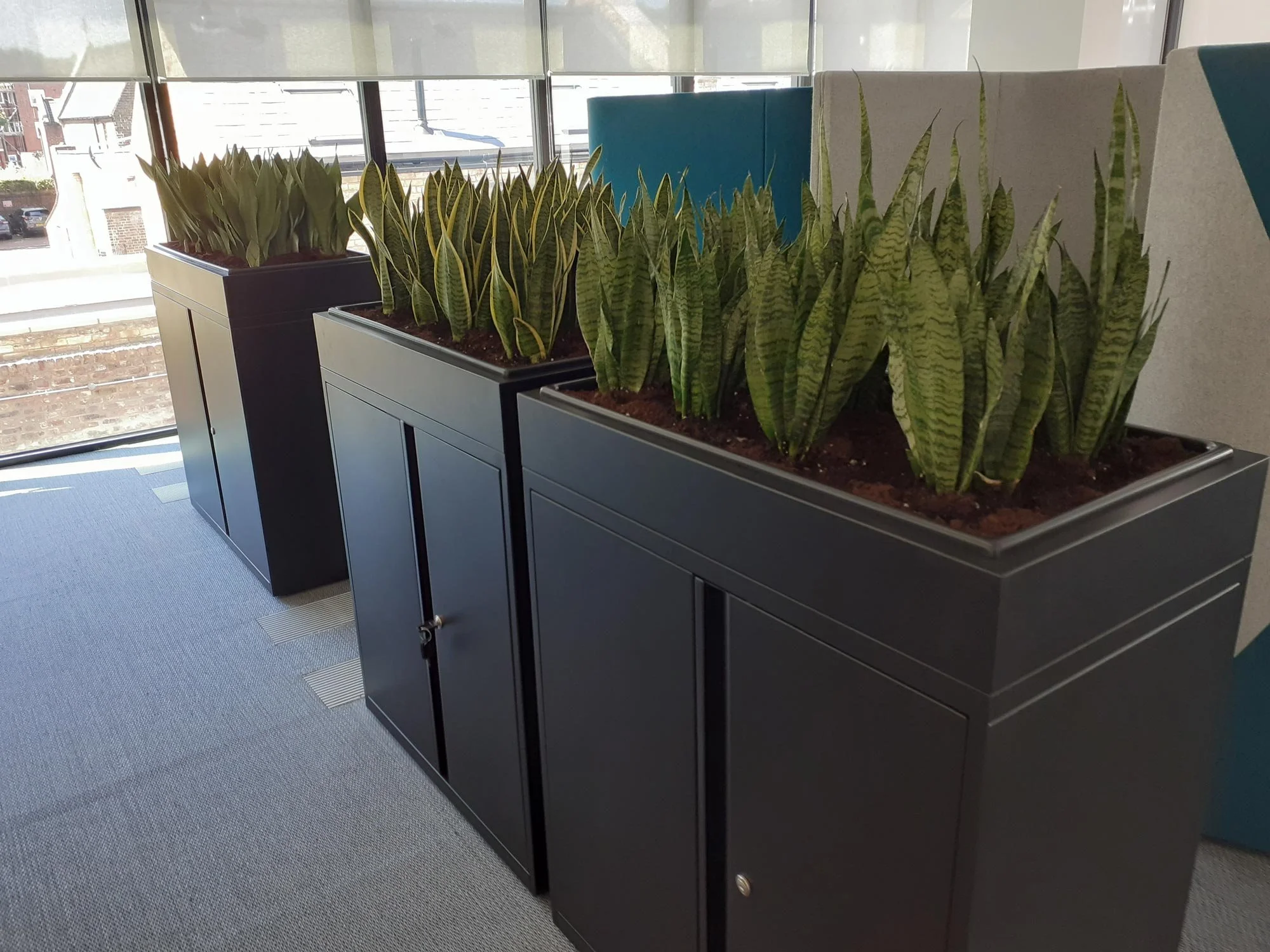 Three black planter boxes with snake plants, positioned in front of large windows with a view of buildings outside.