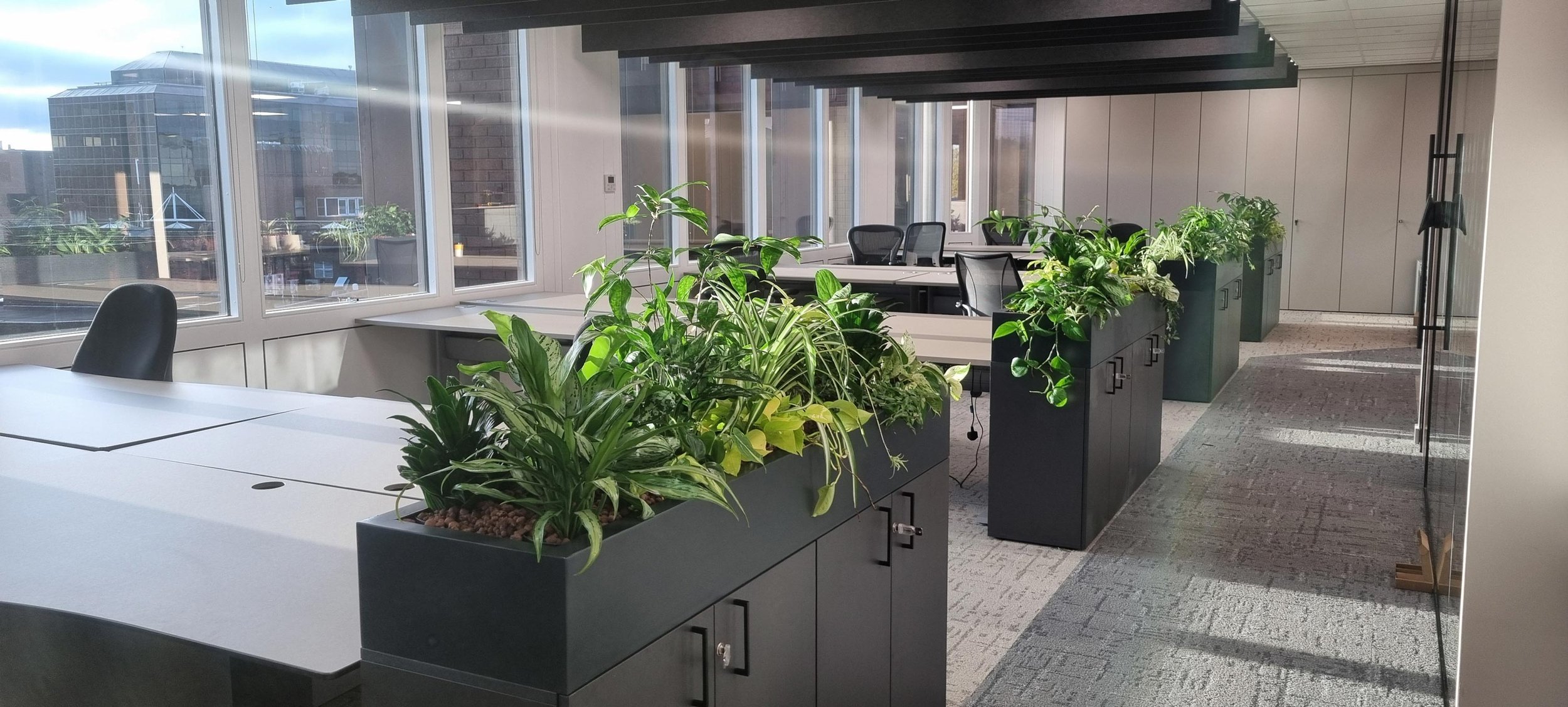 Office space with large windows, green plants in black and green planters, white desks, and black office chairs, illuminated by natural sunlight.