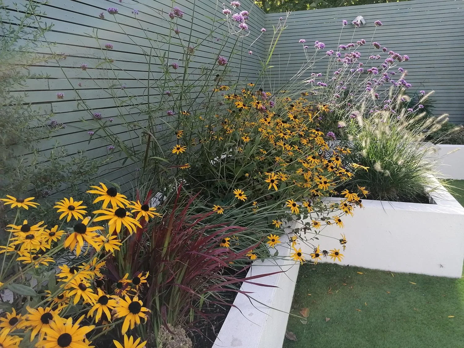 A garden bed with yellow, purple, and green flowering plants, enclosed by white concrete borders, with a grey horizontal slat fence in the background and green grass to the right.