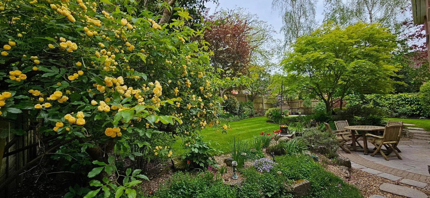 A lush backyard garden with a yellow flowering bush on the left, a well-maintained lawn, small trees, and a stone patio with outdoor furniture on the right. There are various plants and a wooden fence in the background.