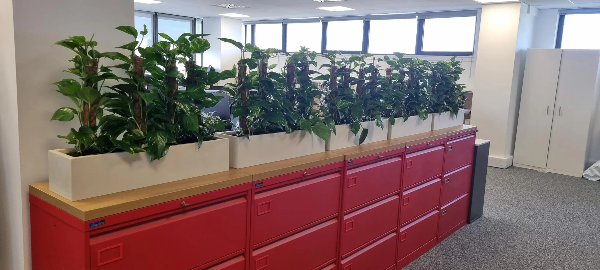 Indoor office space with a row of green potted plants in white rectangular planters on top of red lockers, windows in the background, and white cabinets to the right.