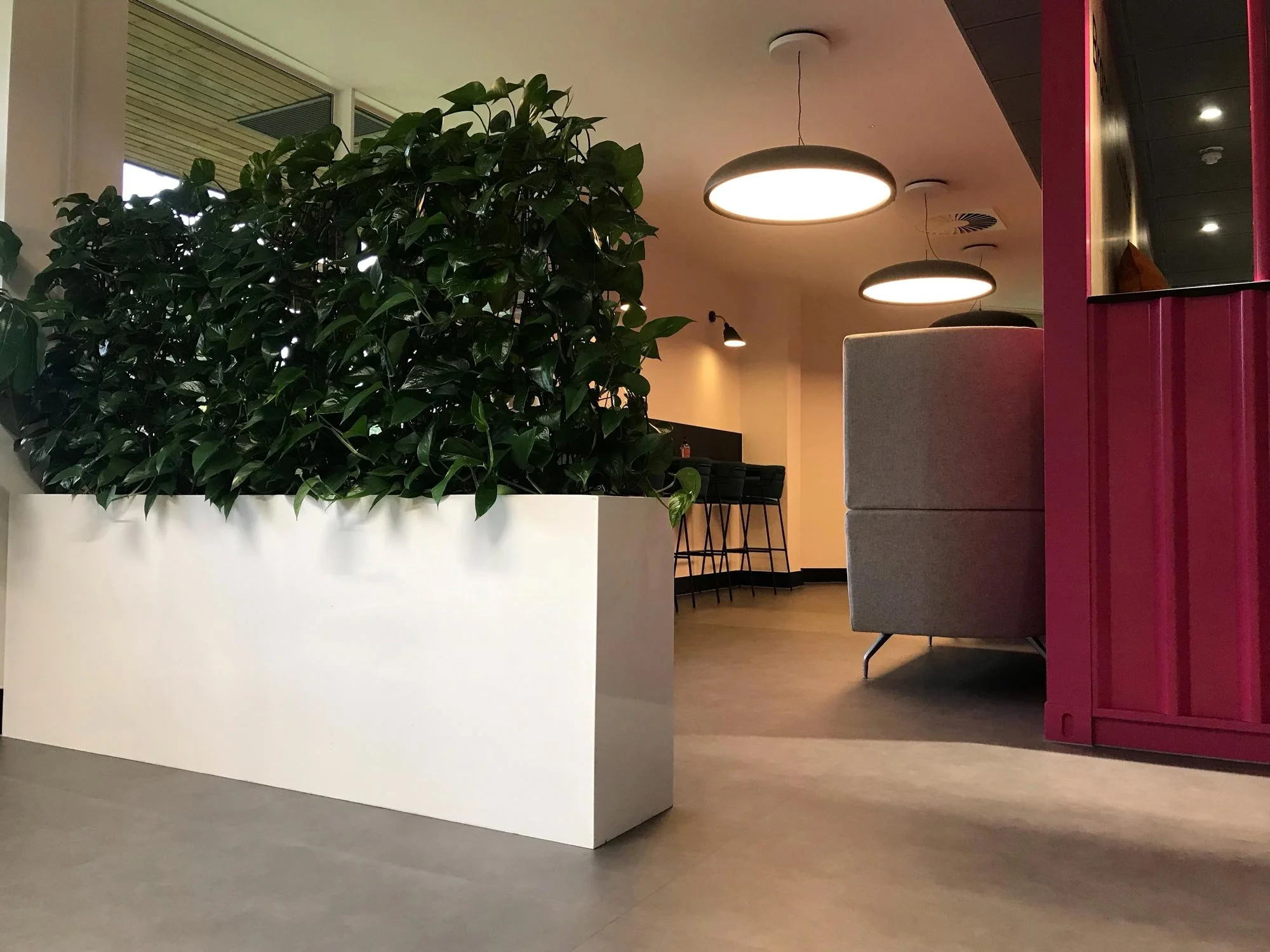 Interior of a modern indoor space with a large white planter containing green foliage, modern hanging ceiling lights, a gray sofa, and a pink room divider.