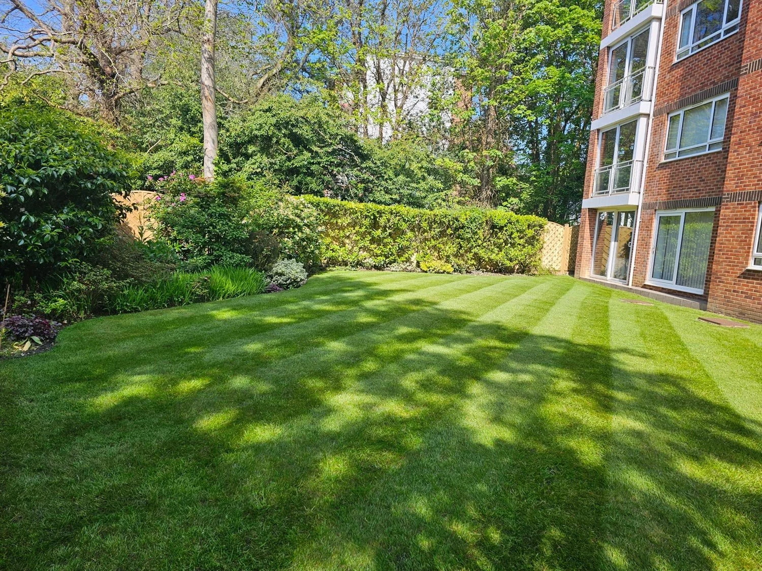 Well-maintained green lawn with striped grass, bordered by shrubs and small bushes, next to a brick residential building with glass balconies, under a blue sky with trees in the background.