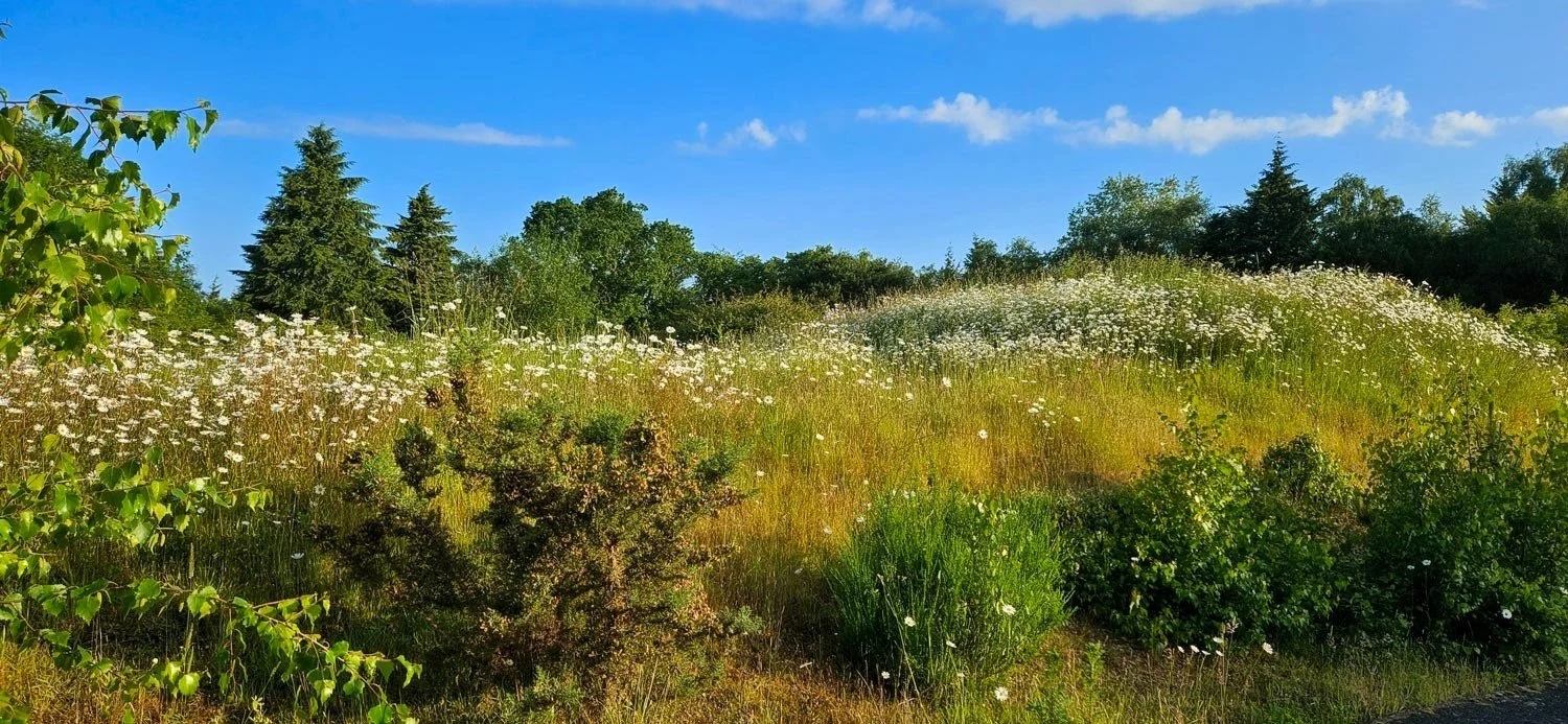 A sunny field with tall grass, white wildflowers, and various green bushes and trees under a blue sky with some clouds.