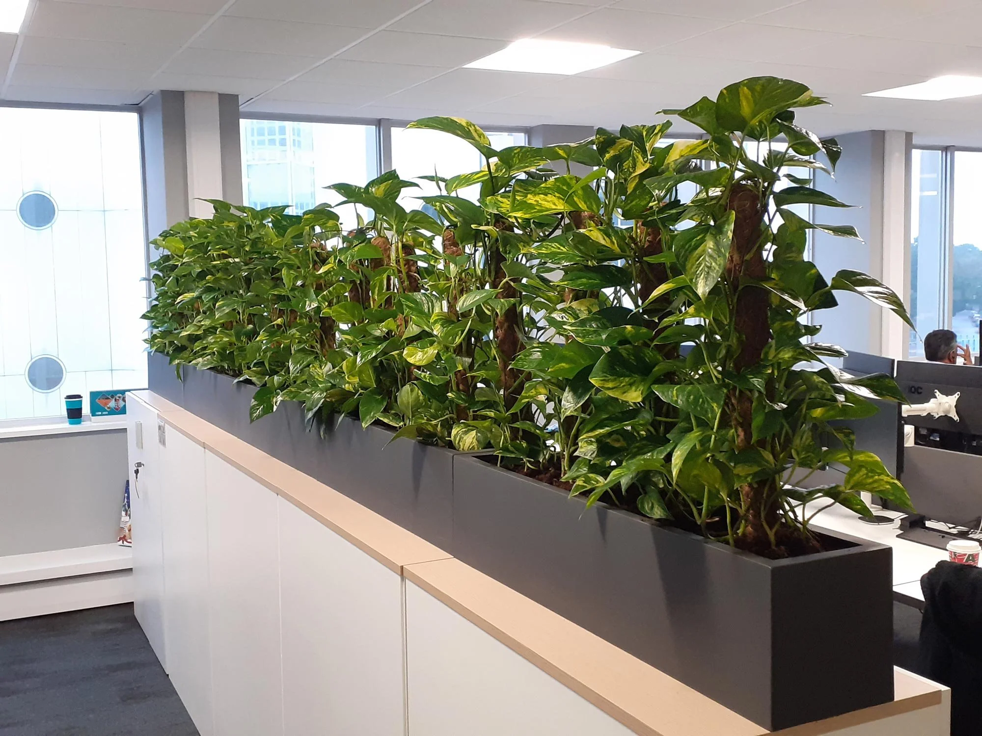 Indoor office with a large rectangular planter box filled with green leafy plants, near large windows showing a cityscape.