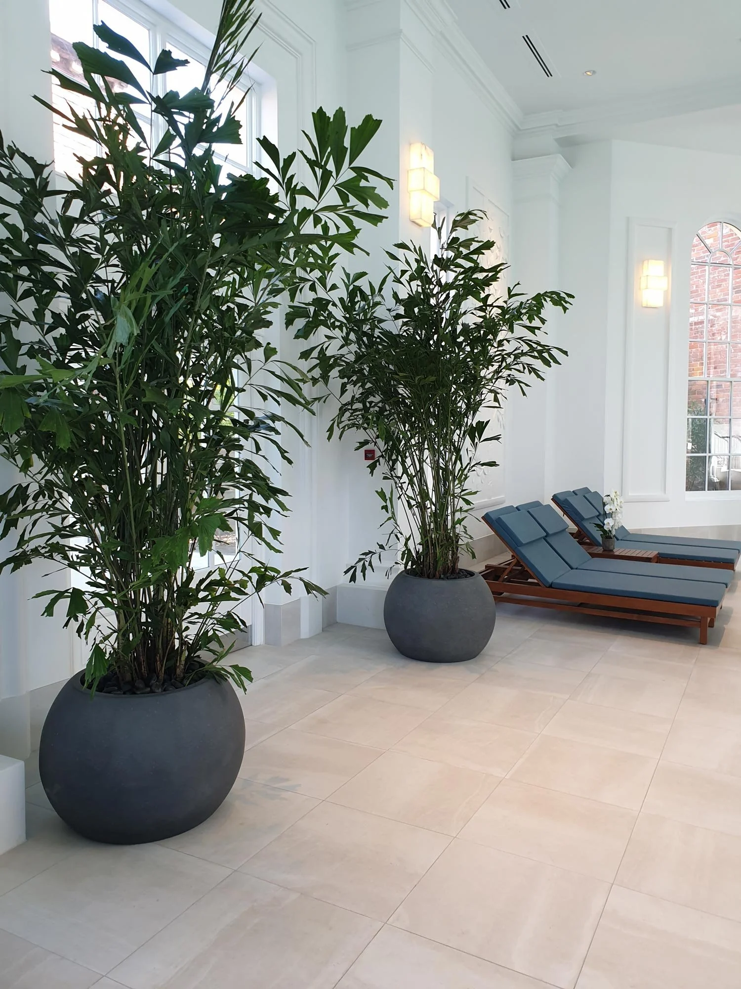 Two large potted green plants in dark gray pots in a bright, white, indoor lounge area with beige tile flooring, black lounge chairs with blue cushions, a small white orchid, and white wall-mounted lamps by a large window.
