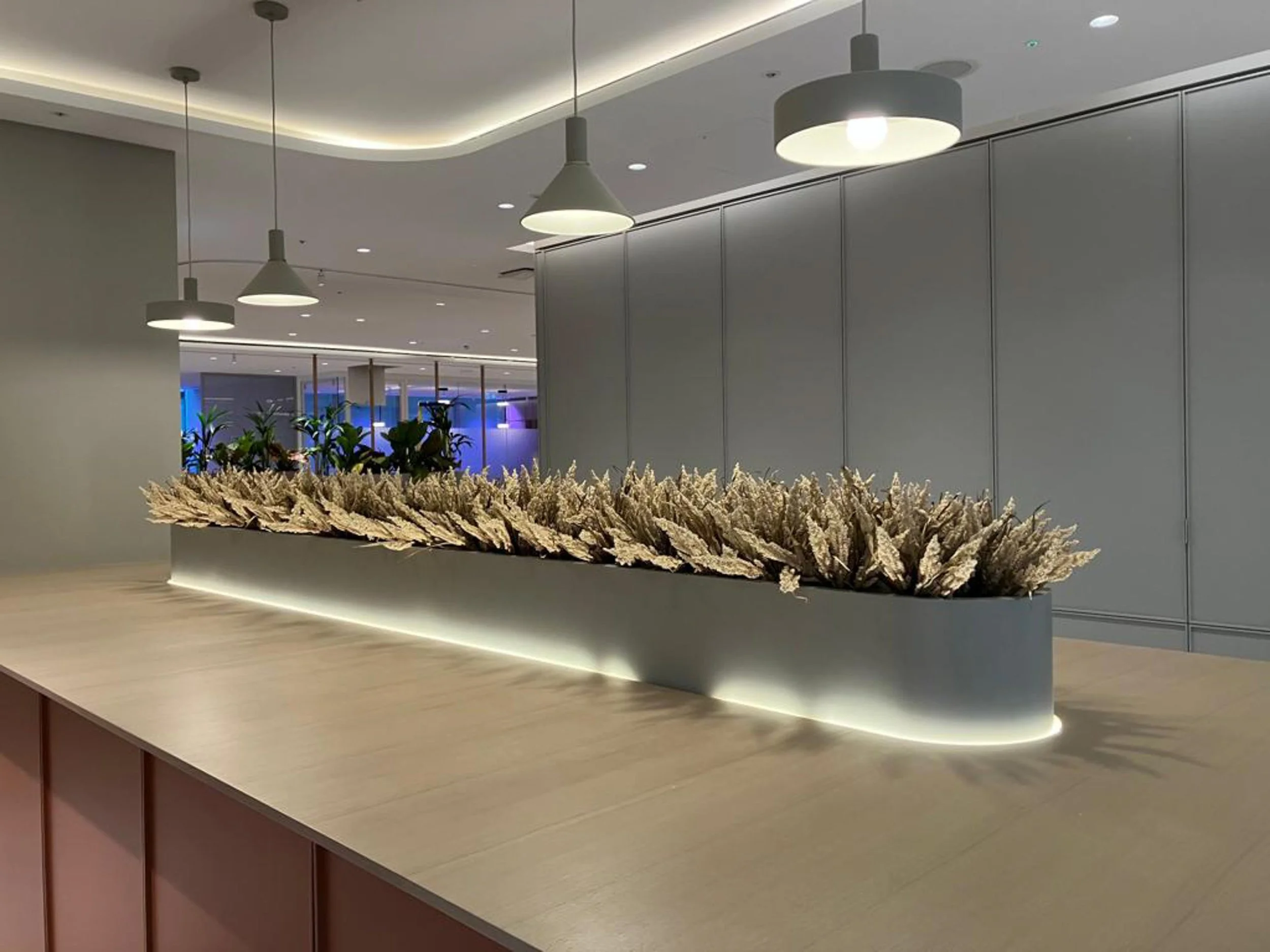 Modern interior space with a long white planter filled with beige dried ornamental grasses, illuminated from below. Overhead, three white pendant lights hang from the ceiling.