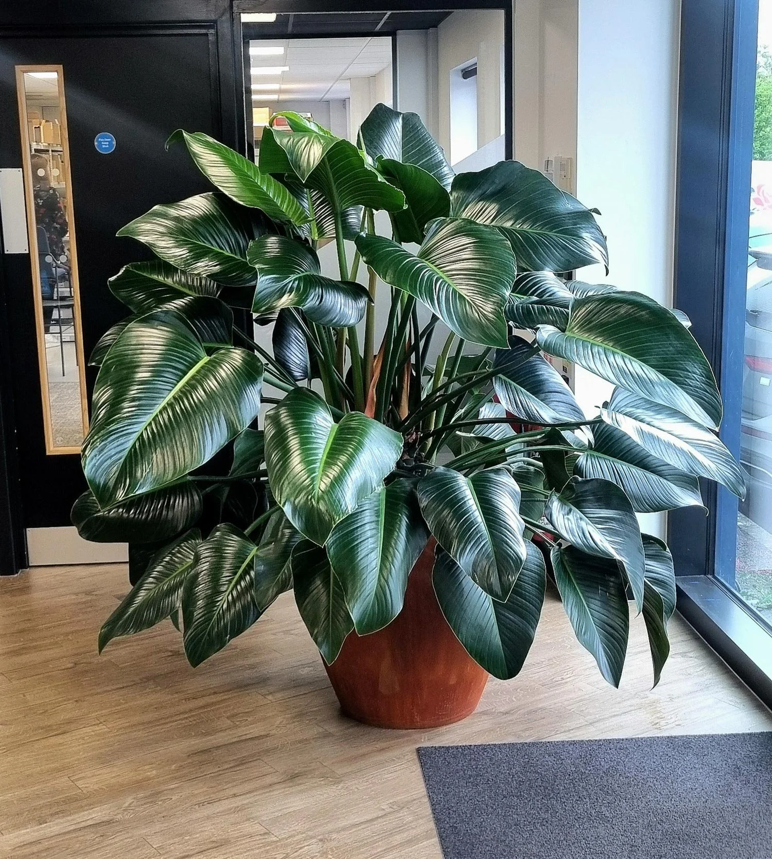 Large indoor potted plant with dark green, shiny, variegated leaves near entrance of building with glass door and window.