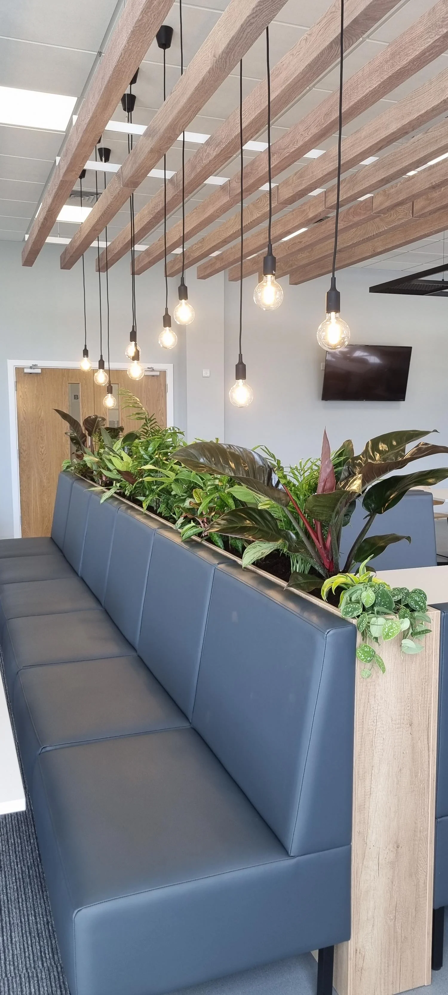 Interior of a modern office or public space with a dark blue leather bench and a planter filled with various green plants acting as a half-wall. Above, there are hanging light bulbs from a ceiling with wooden beams, and a wall-mounted television or s