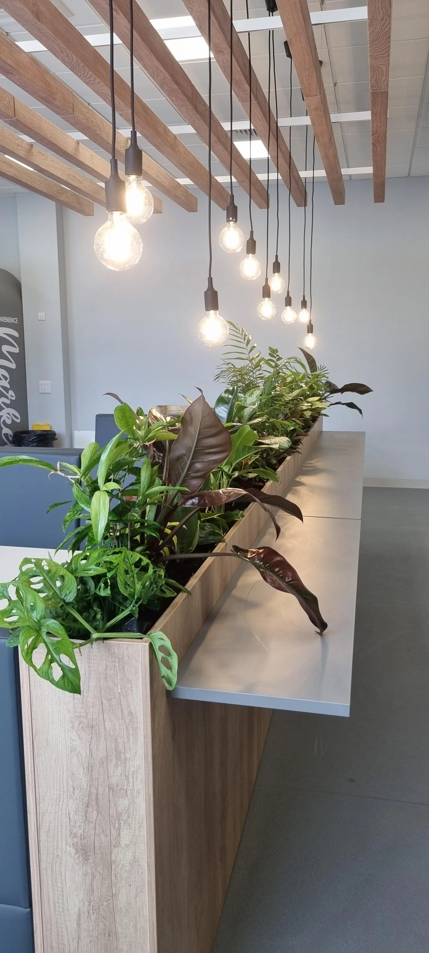 Indoor space with hanging light bulbs above a long wooden counter filled with green plants, and a modern ceiling design.