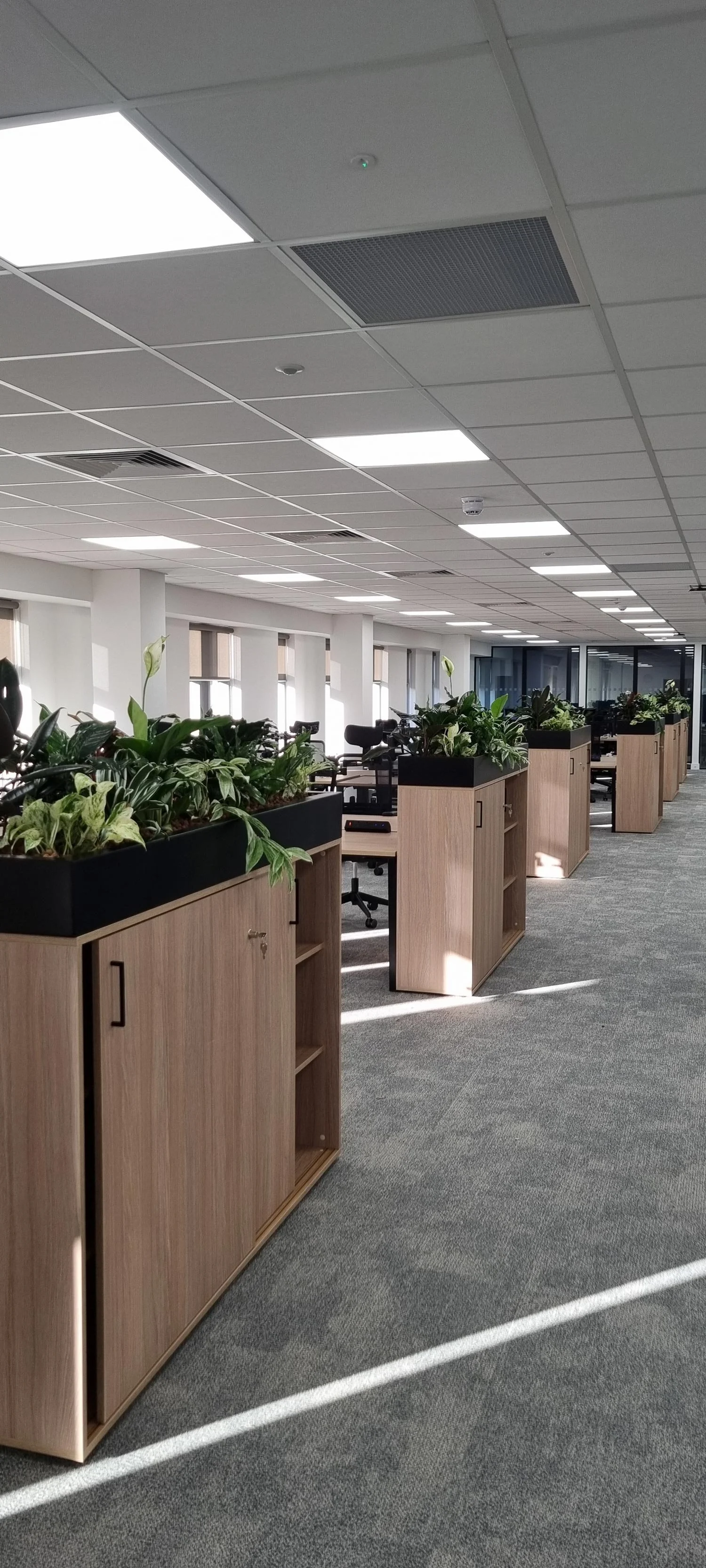 Office space with row of wooden planters filled with green plants, sunlight streaming through windows, and ceiling lights.