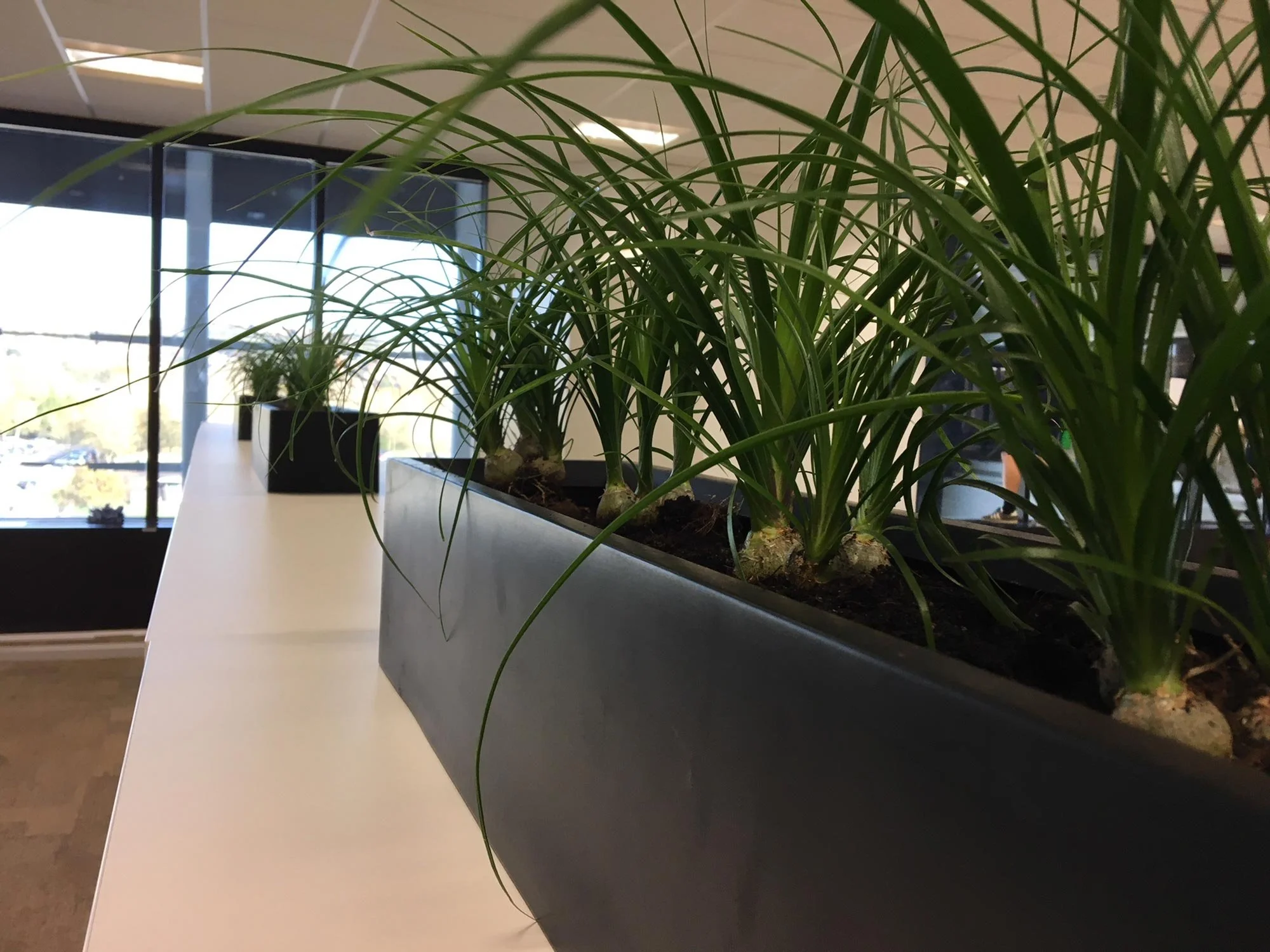 Indoor plants in black rectangular pots on a white table near large windows in an office space.