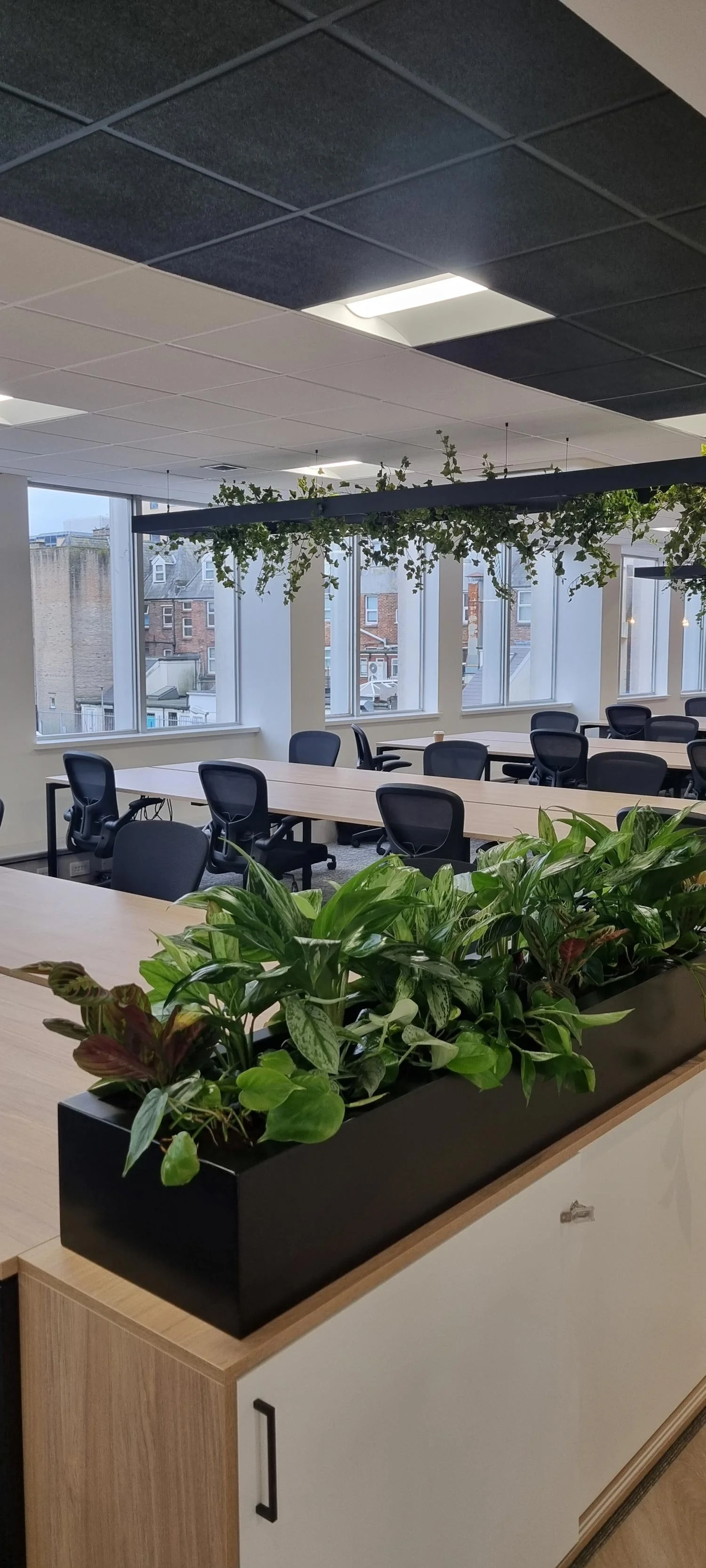 Office space with desks, black chairs, large windows, and a hanging plant installation.